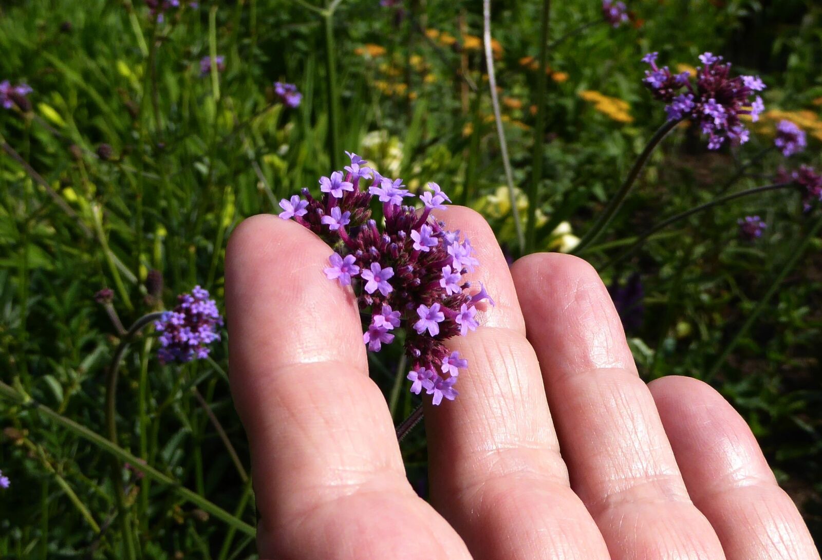 Panasonic DMC-TZ61 sample photo. Hand, small flowers, mini photography