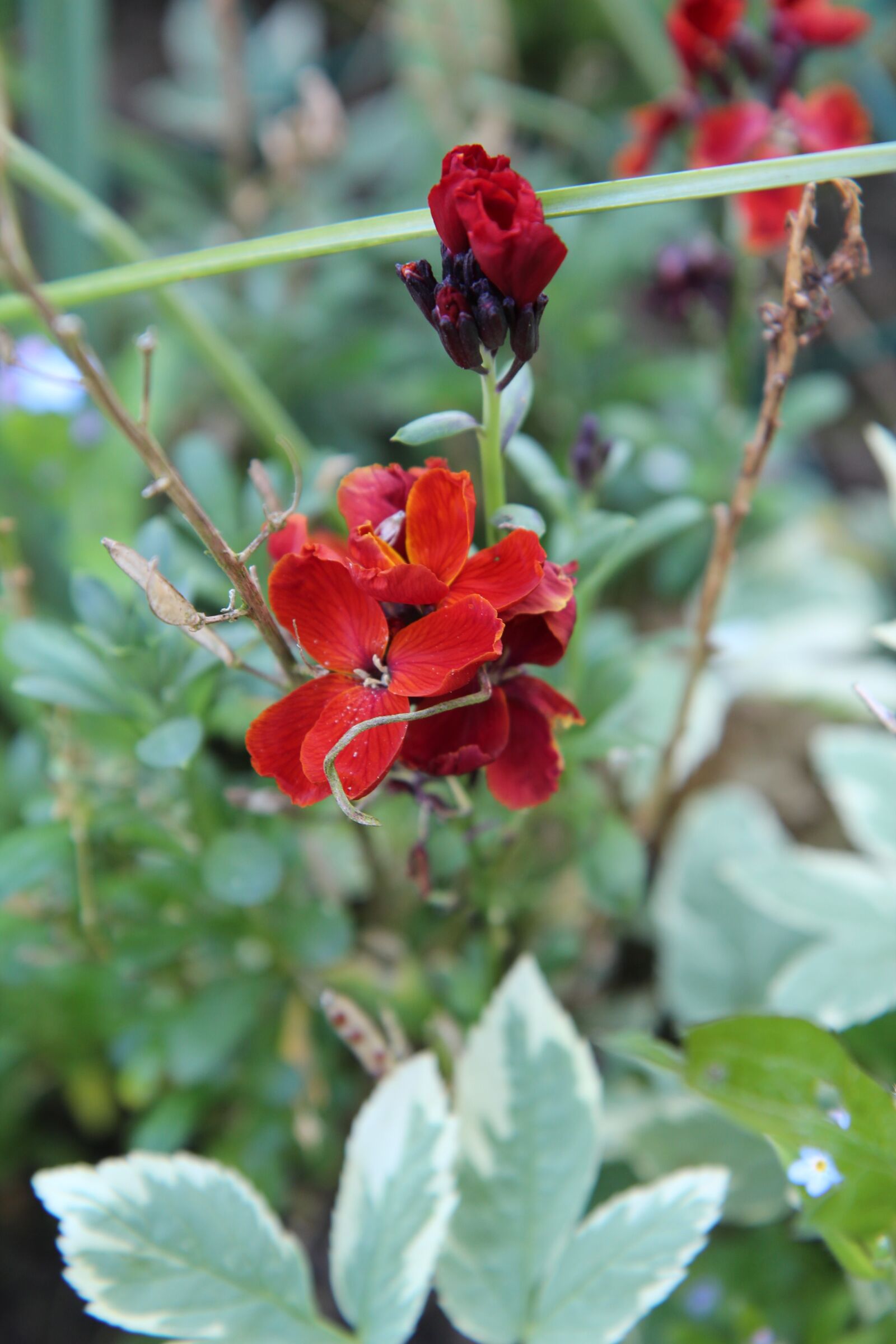 Canon EOS 600D (Rebel EOS T3i / EOS Kiss X5) sample photo. Wallflower red, wallflower, flowering photography