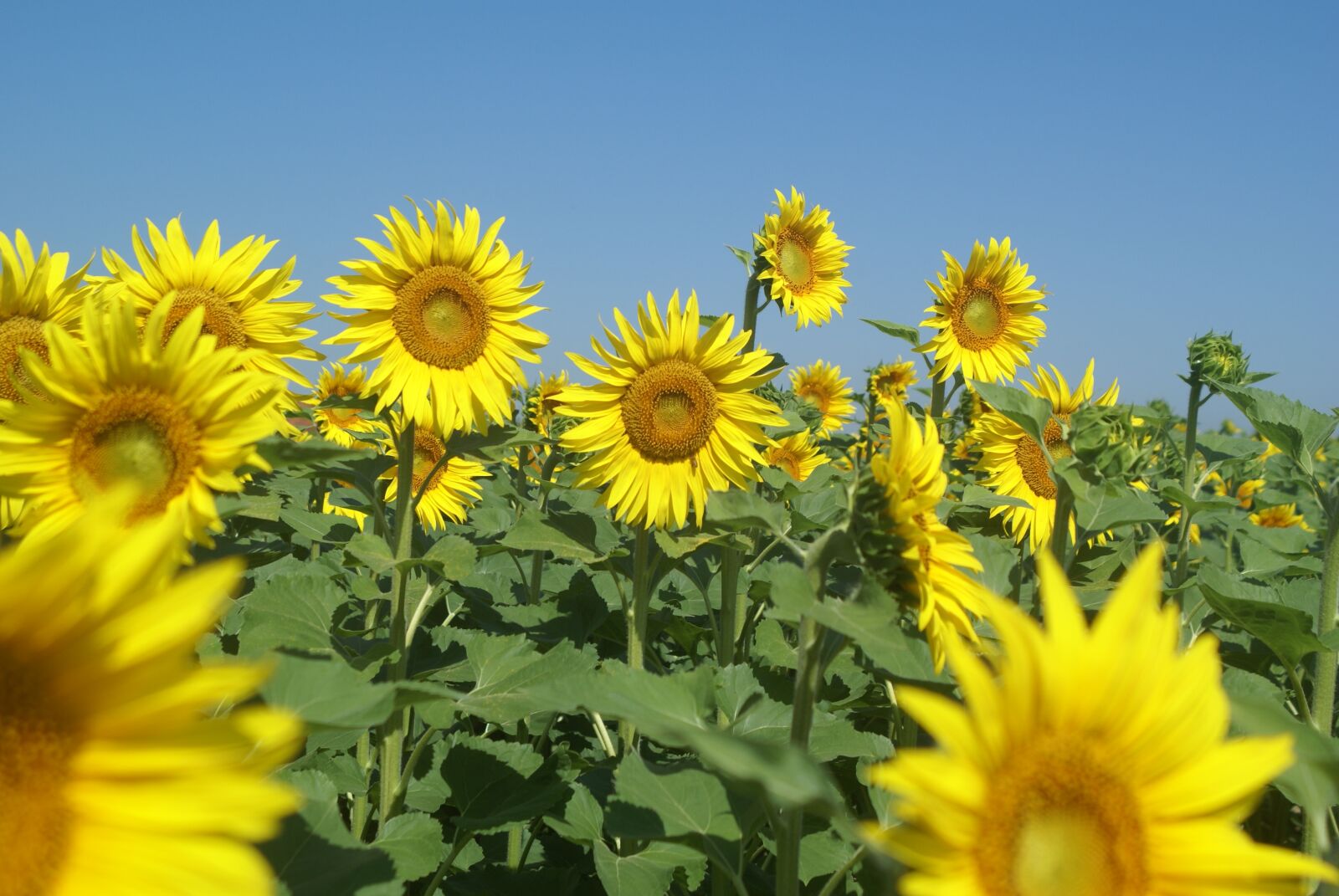 Sony Alpha DSLR-A100 sample photo. Sunflower, sunflower field, flowers photography
