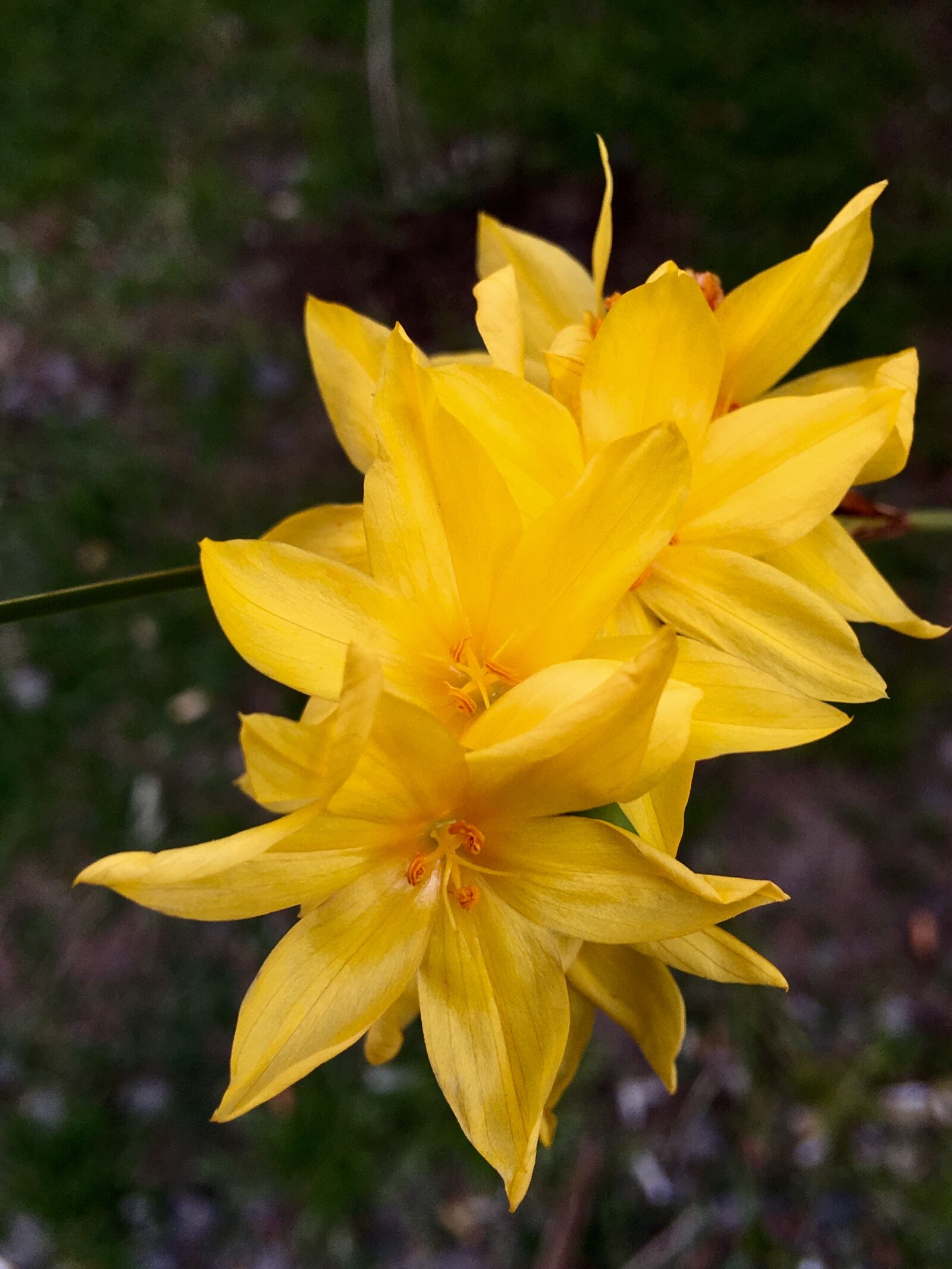 iPhone 6s Plus back camera 4.15mm f/2.2 sample photo. Yellow flower, petals, flower photography