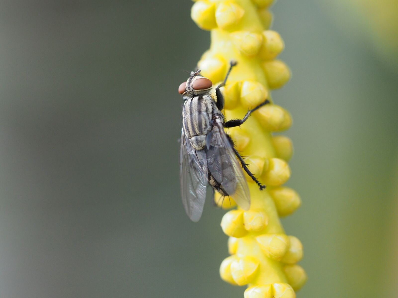 Olympus OM-D E-M10 III sample photo. Fly, insect, macro photography