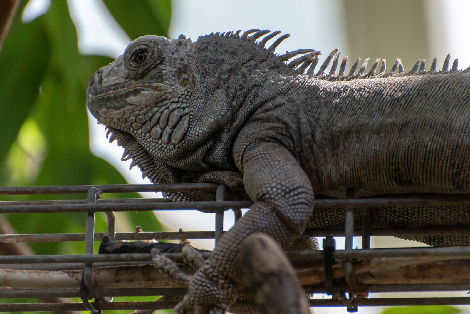 Nikon D750 sample photo. Reptile, lizard, luxembourg photography