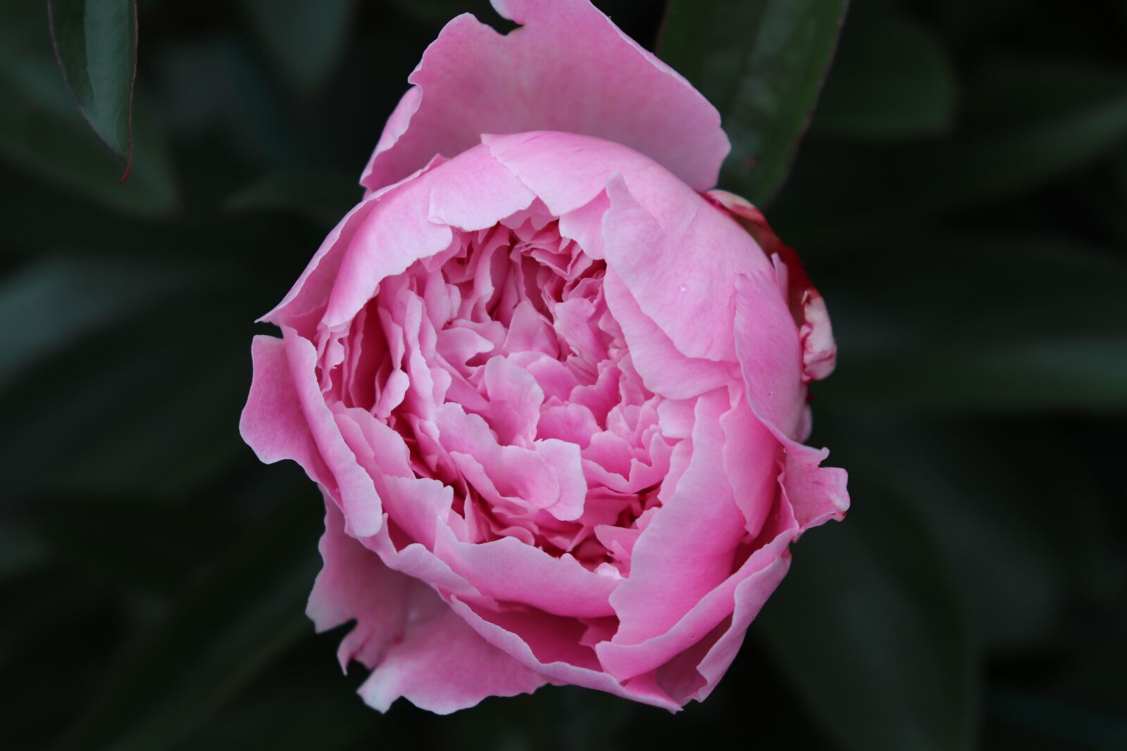 Canon EOS 800D (EOS Rebel T7i / EOS Kiss X9i) sample photo. Pink, rose, flower photography