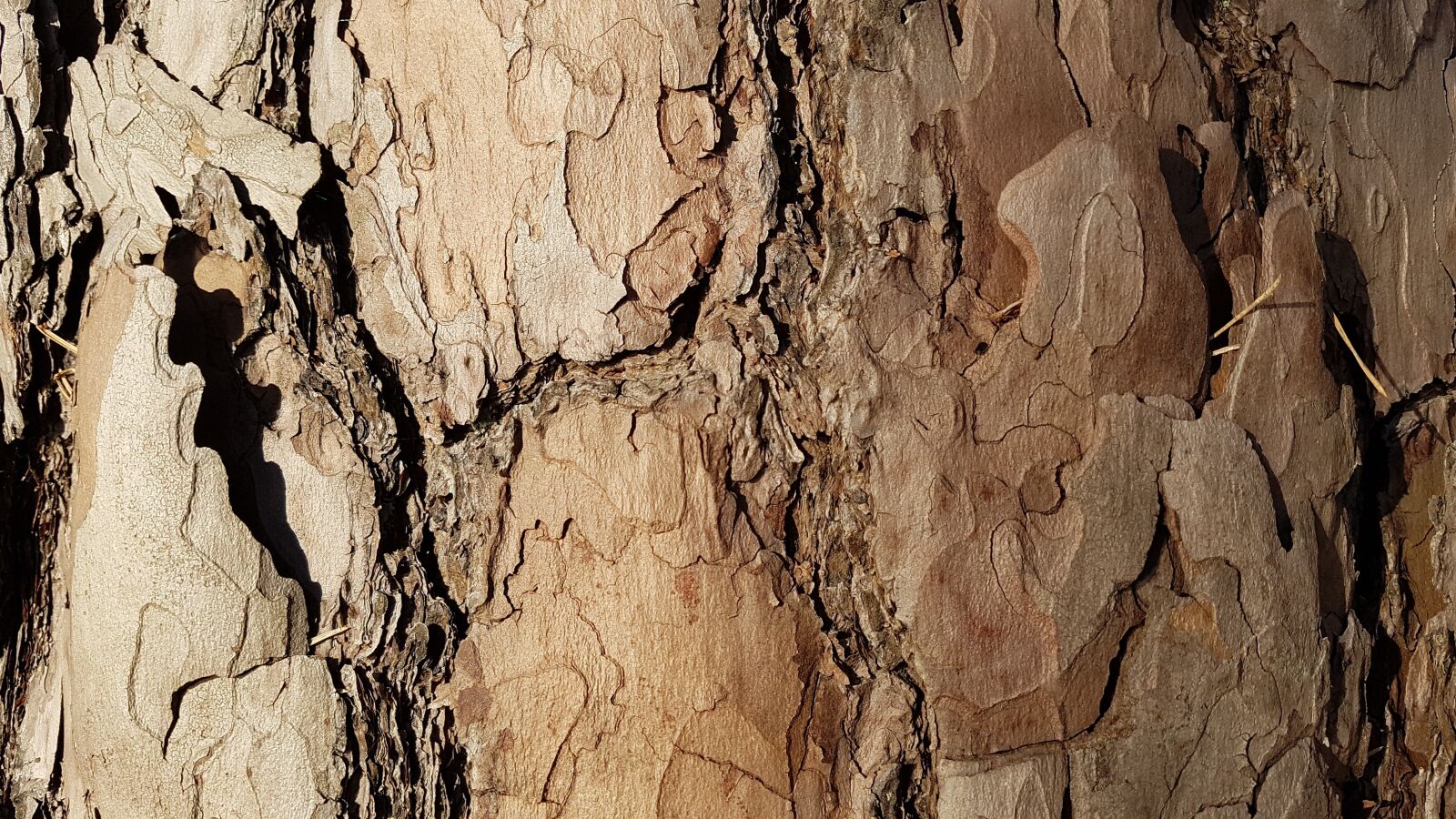 Samsung Galaxy S7 sample photo. Pine, bark, pine bark photography