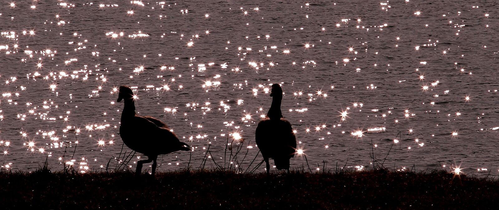 Canon EOS 7D sample photo. Animal photo, birds, swans photography