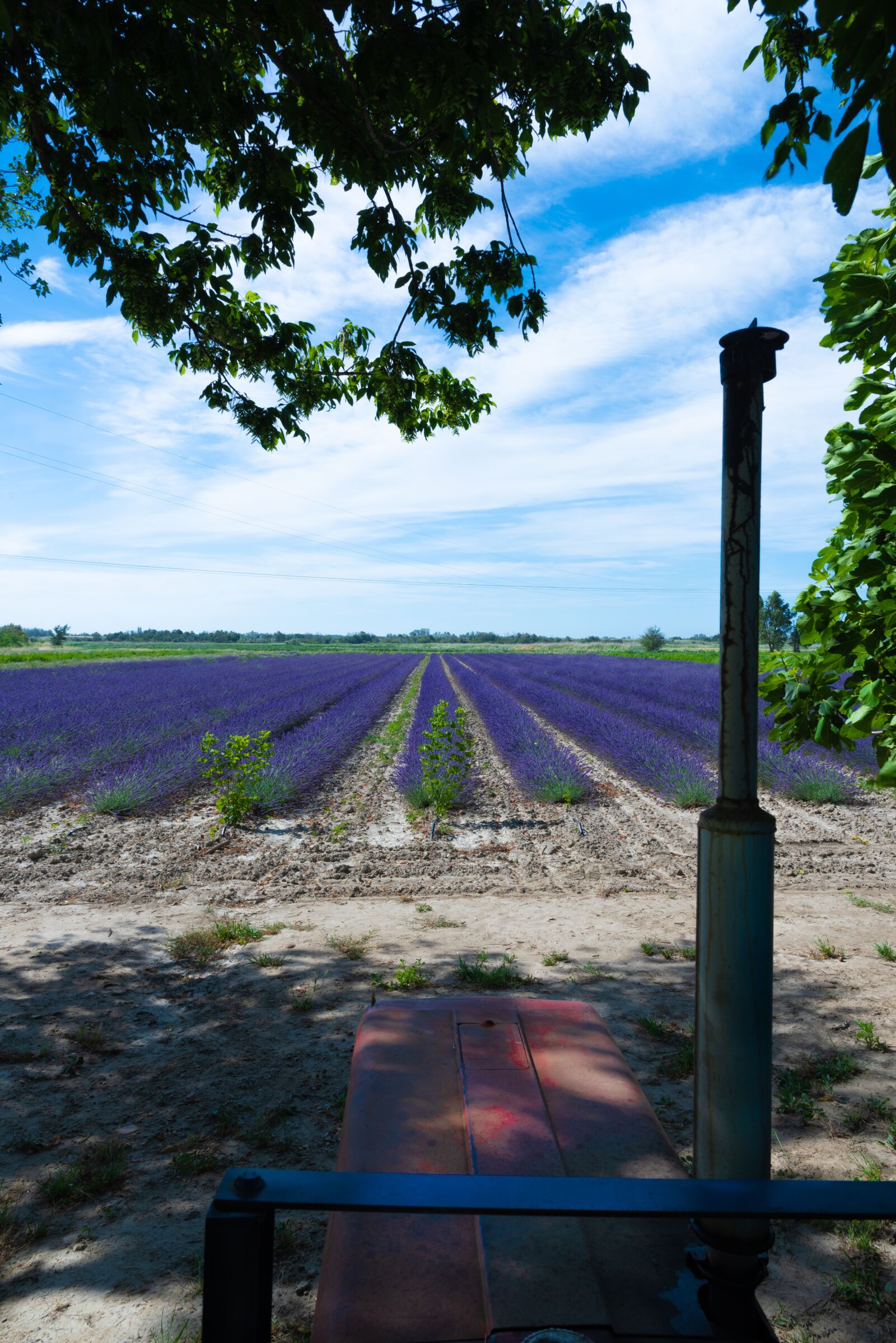 Nikon D750 sample photo. Tractor, lavender, lavender field photography