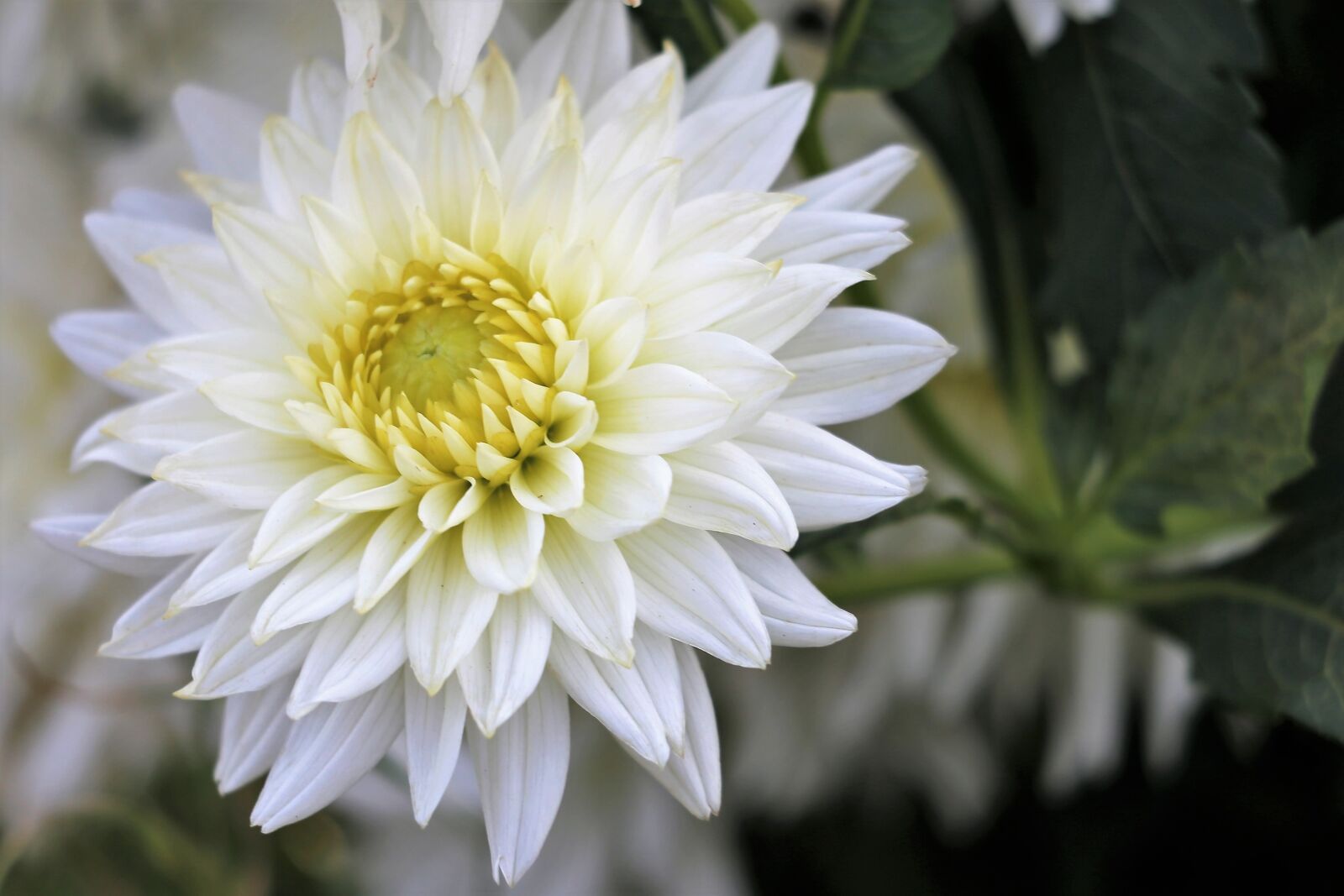 Canon EF 70-300 F4-5.6 IS II USM sample photo. White dahlia, flower, bloom photography