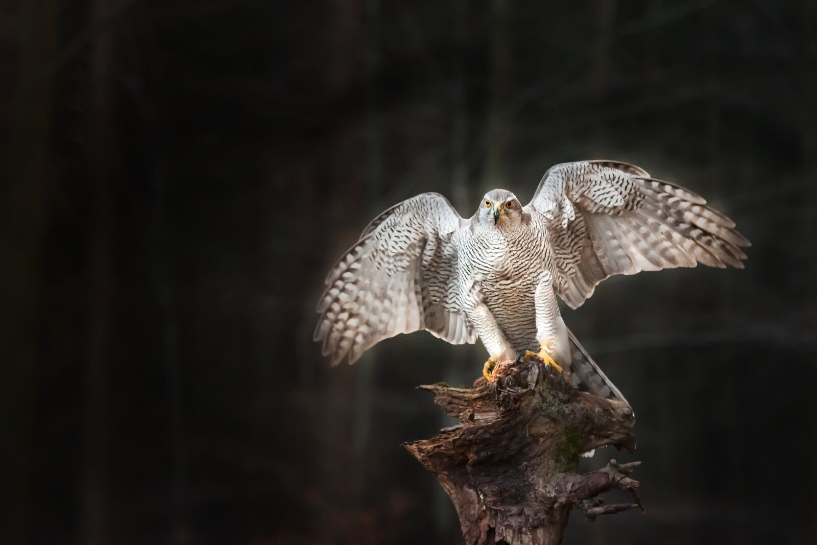 Nikon D300 sample photo. Bird, the hawk, bird photography