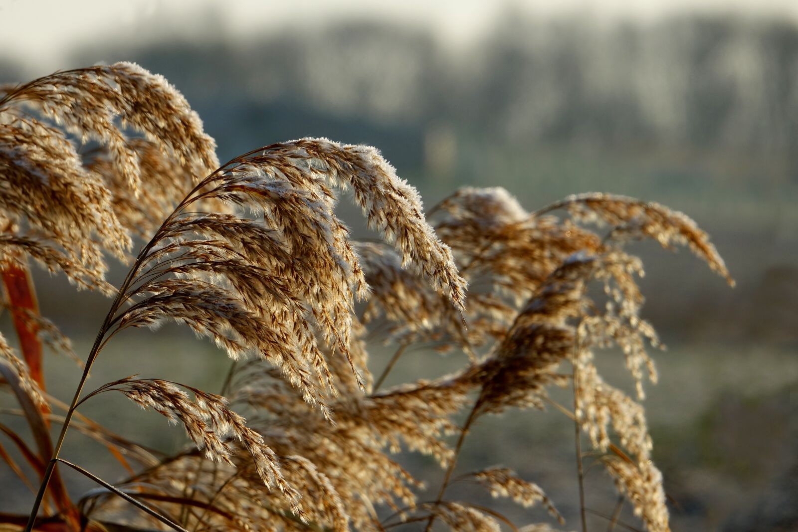 Sony Cyber-shot DSC-RX10 III sample photo. Grass, hoarfrost, frost photography