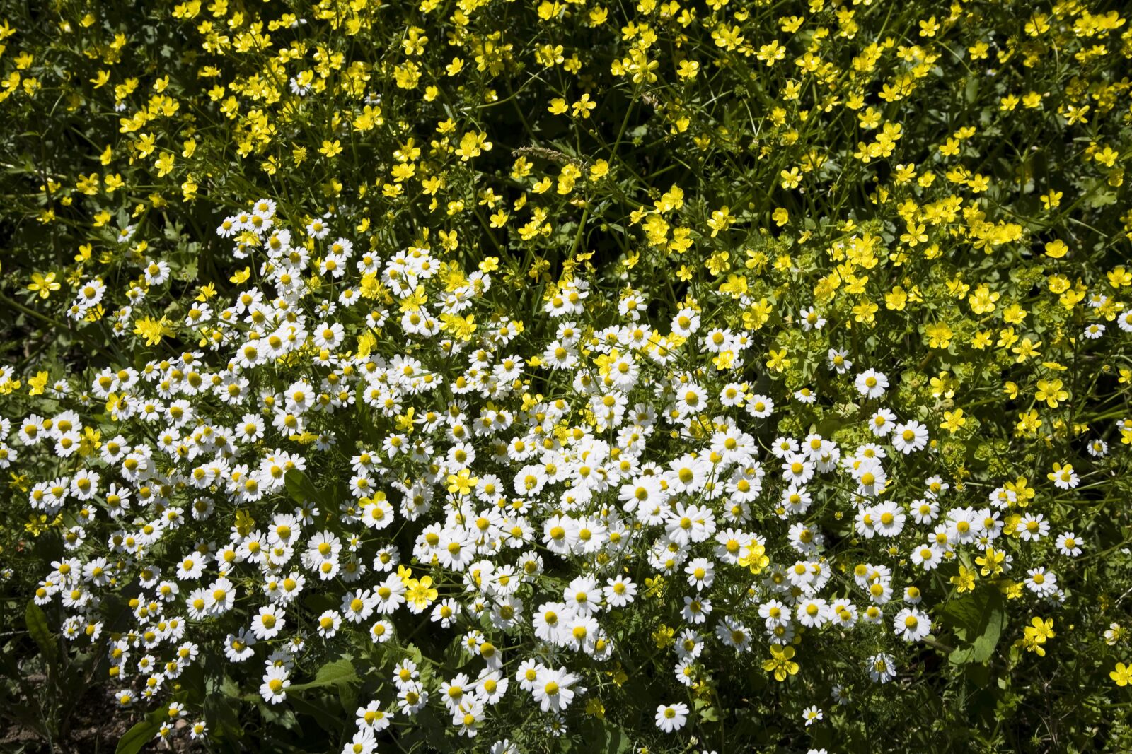 Canon EOS 5D sample photo. Flower, nature, spring photography