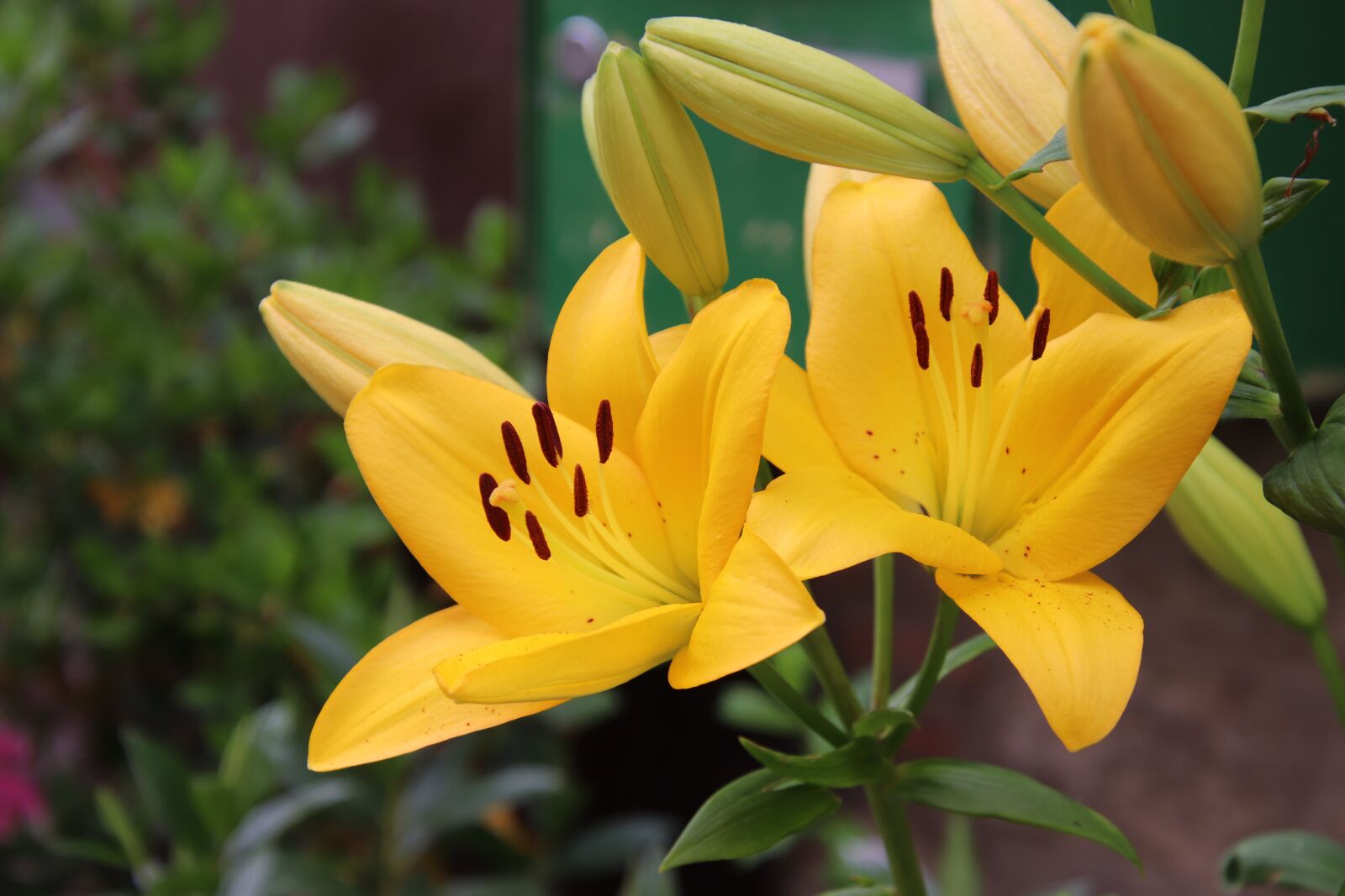 Canon EOS 800D (EOS Rebel T7i / EOS Kiss X9i) sample photo. Yellow lily, flowers, plants photography