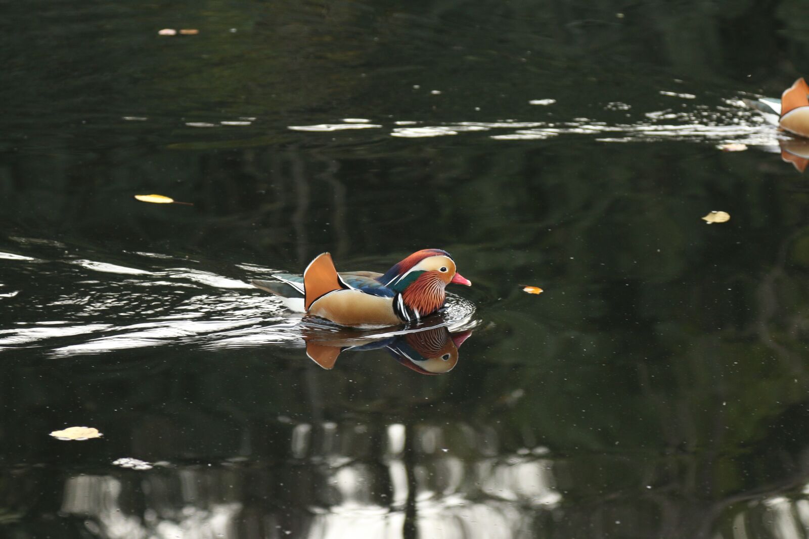 Canon EOS 70D + Canon EF 24-105mm F4L IS USM sample photo. Stuttgart, killesberg, duck photography