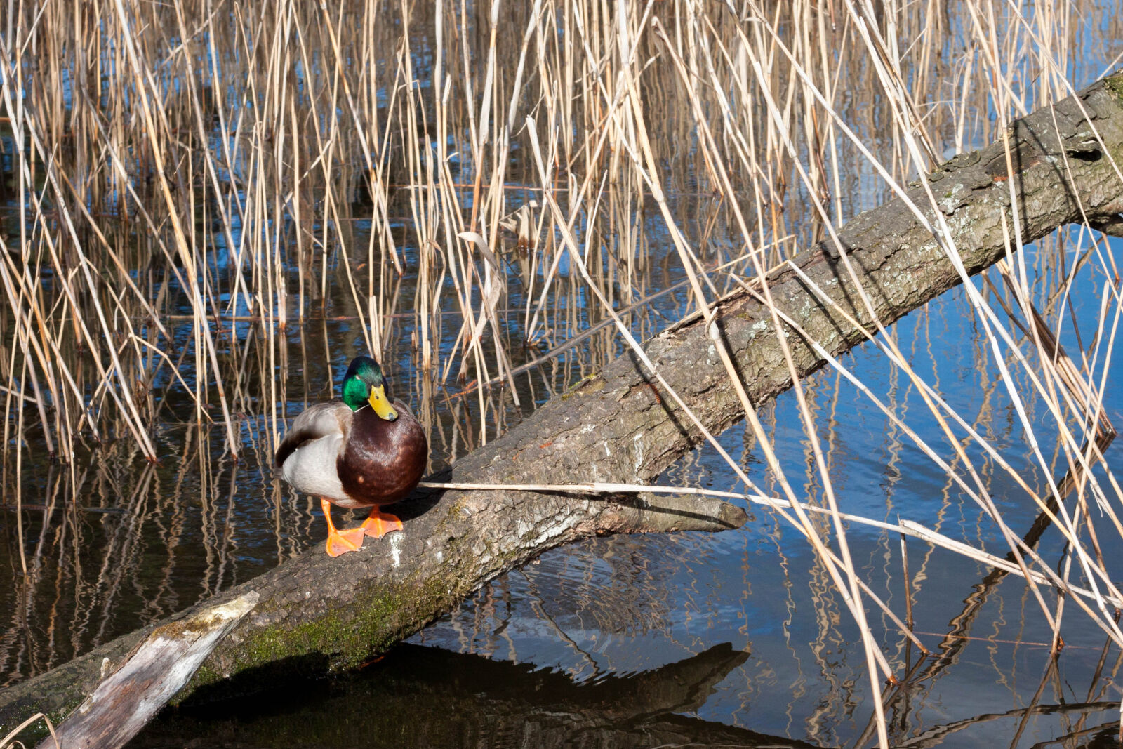 Canon EOS 500D (EOS Rebel T1i / EOS Kiss X3) + Canon EF 50mm F1.8 STM sample photo. Animal, bird, duck, nature photography