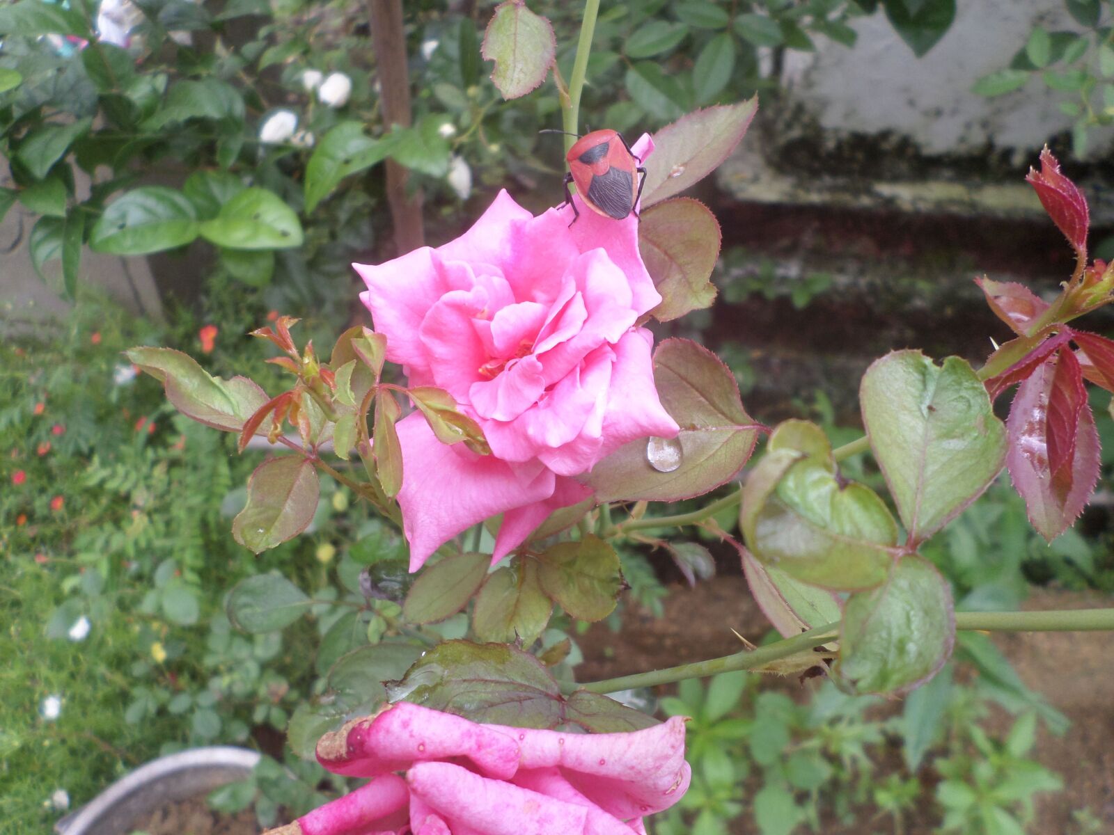 Samsung ST72/ST73 sample photo. Flower, rose, pink rose photography