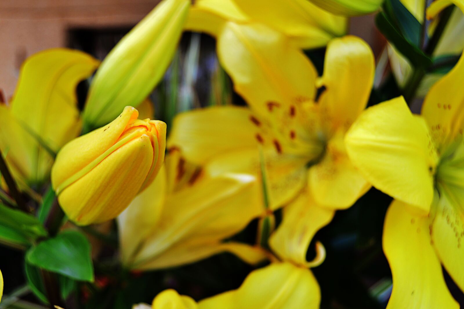 Nikon D3200 sample photo. Lilium, lilium yellow, lilies photography