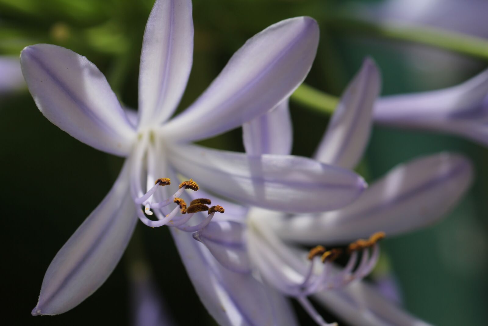 Canon EF 100mm F2.8L Macro IS USM sample photo. Purple, plant, blossom photography