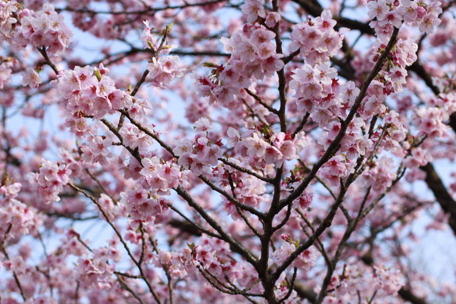Canon EOS 600D (Rebel EOS T3i / EOS Kiss X5) sample photo. Beautiful, flowers, cherry, blossom photography
