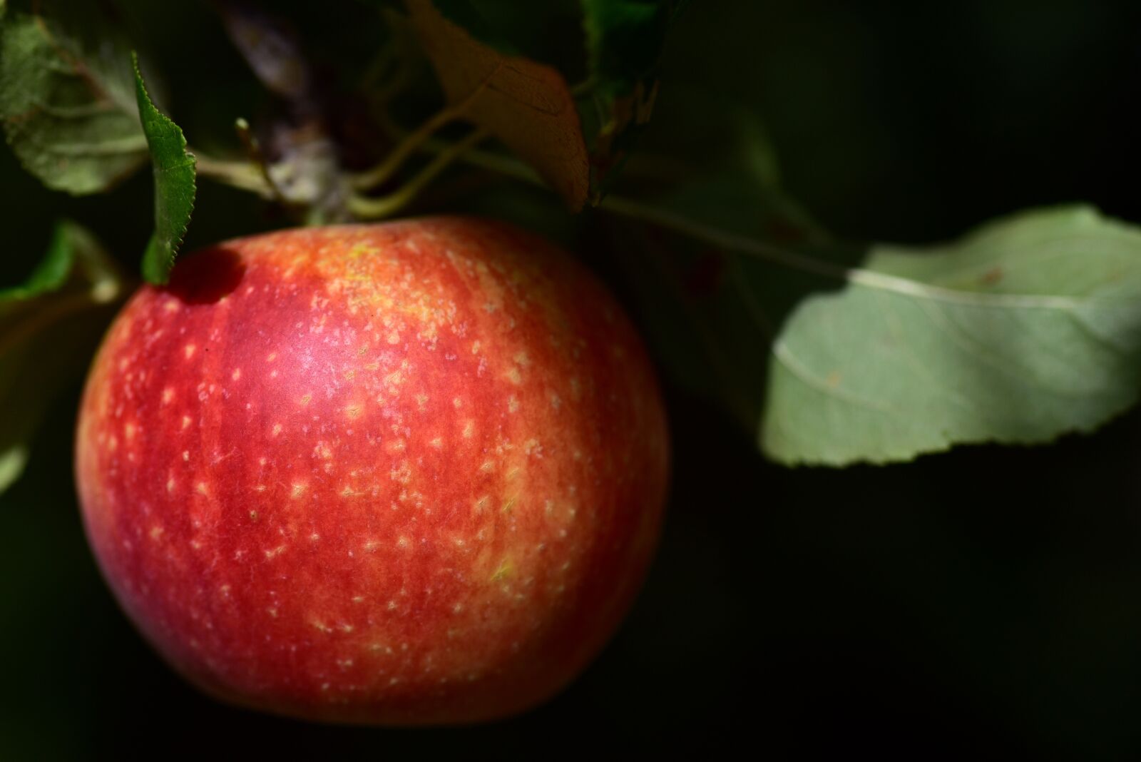 Nikon D750 sample photo. Apple, alcmene, greeting card photography