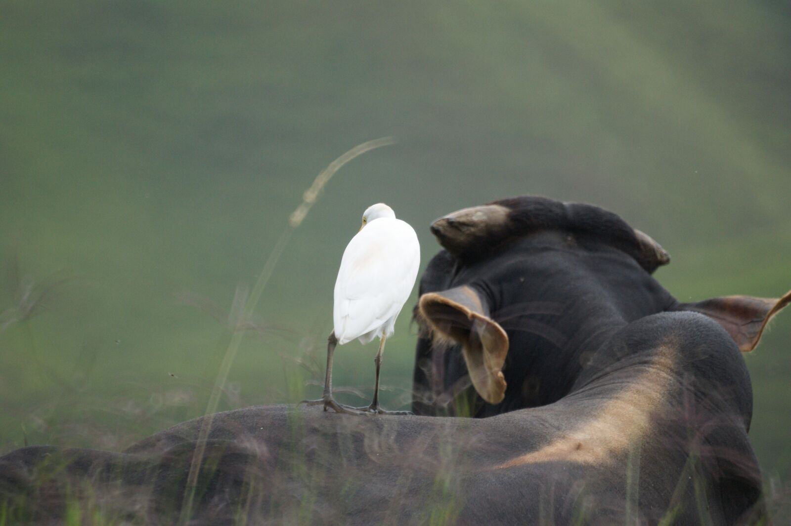 Sony Alpha DSLR-A390 sample photo. Animals, the, field photography