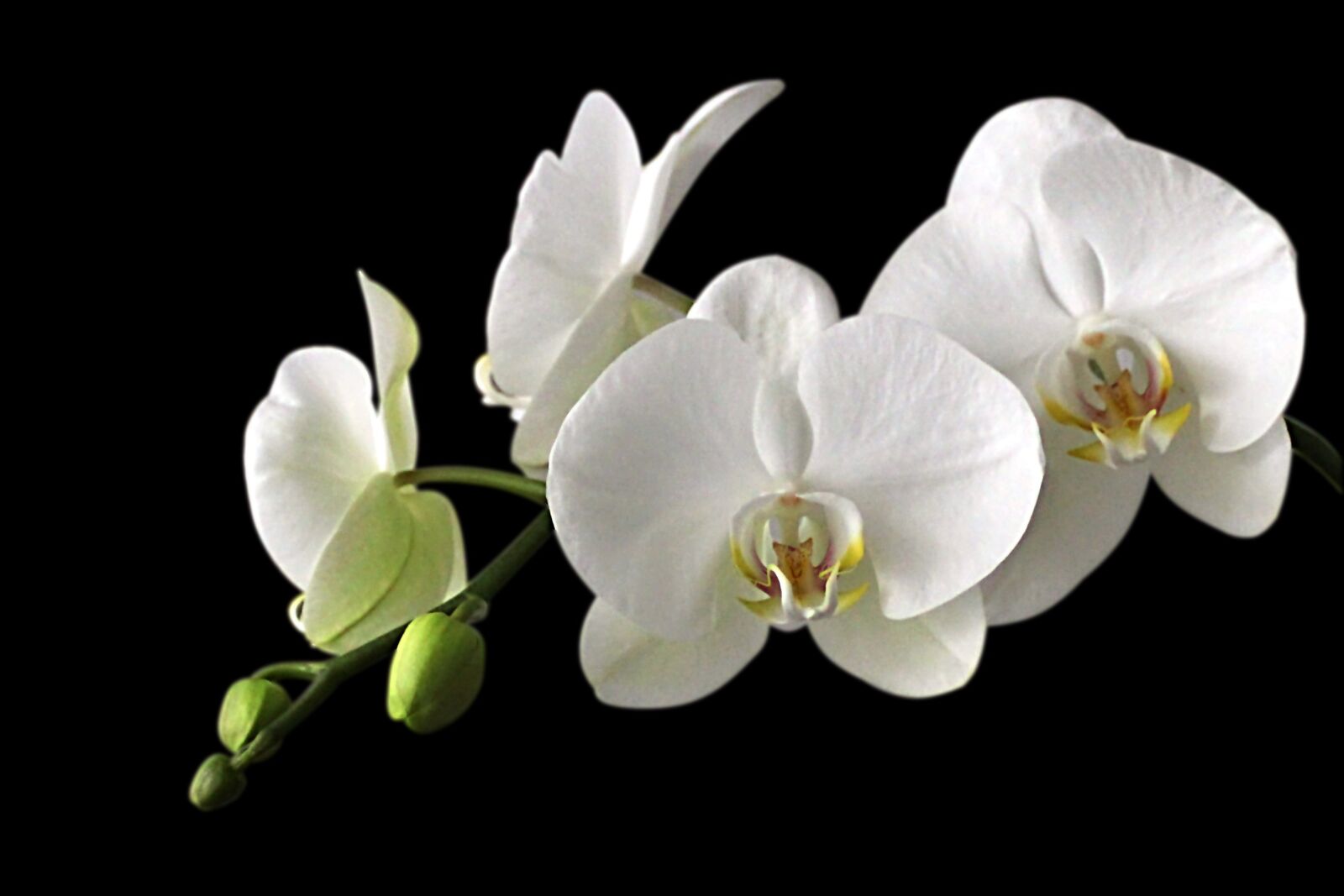 Canon EOS 600D (Rebel EOS T3i / EOS Kiss X5) sample photo. Orchid meadow, orchid, white photography