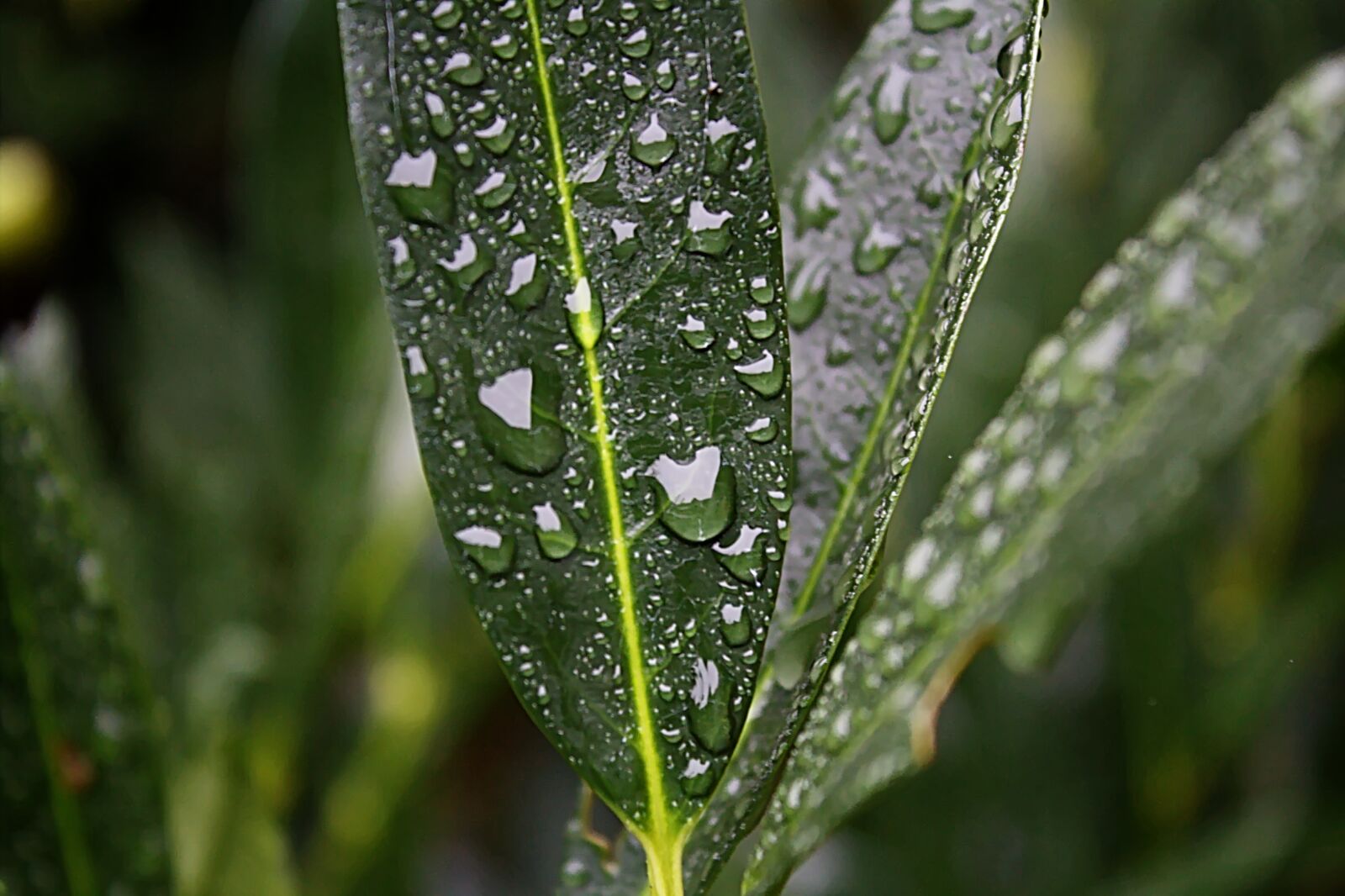 Canon EOS 600D (Rebel EOS T3i / EOS Kiss X5) sample photo. Water, rain, drop photography