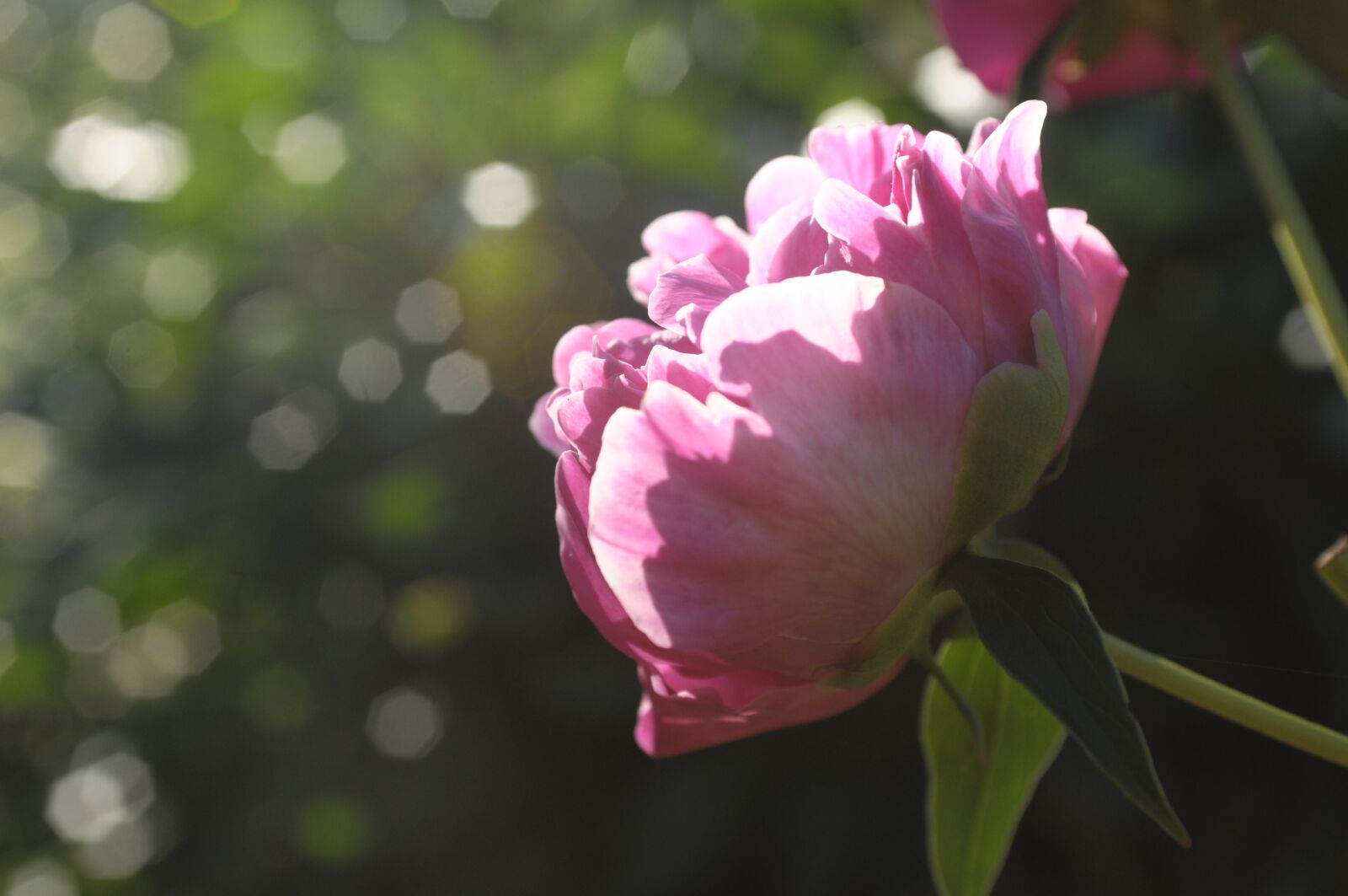 Nikon D300 sample photo. Peony, roses, flower photography