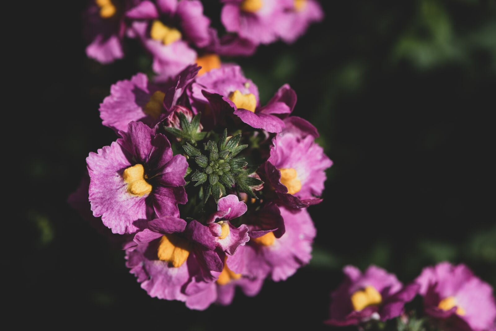 Nikon D750 sample photo. Flowers, pink, garden photography