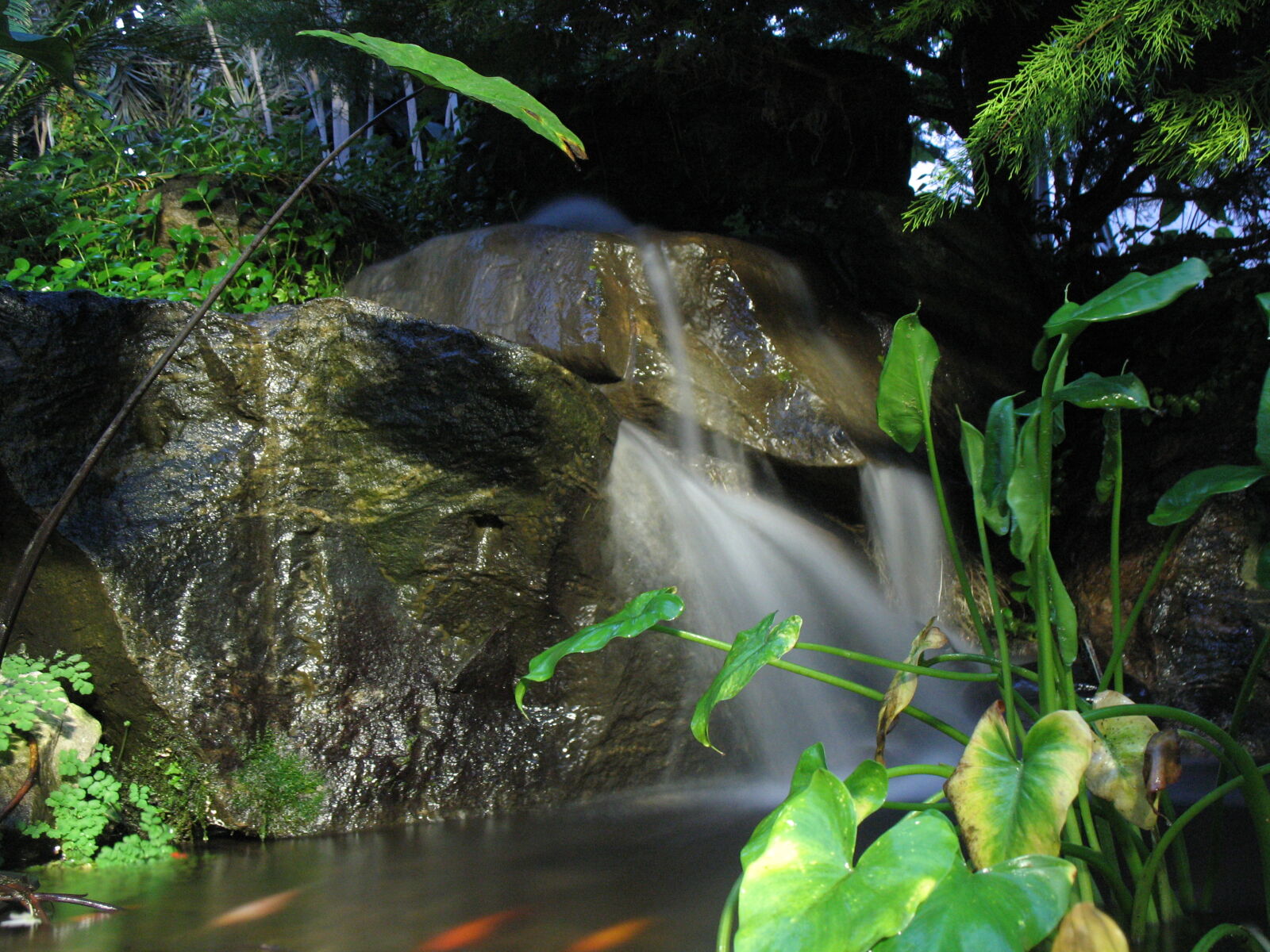 Canon POWERSHOT A620 sample photo. Environment, tropic, rainforest photography