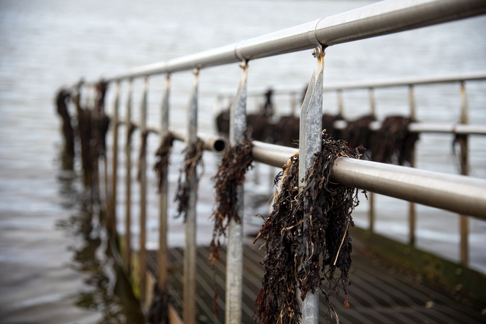 Nikon D750 sample photo. Bridge, seaweed, sea photography