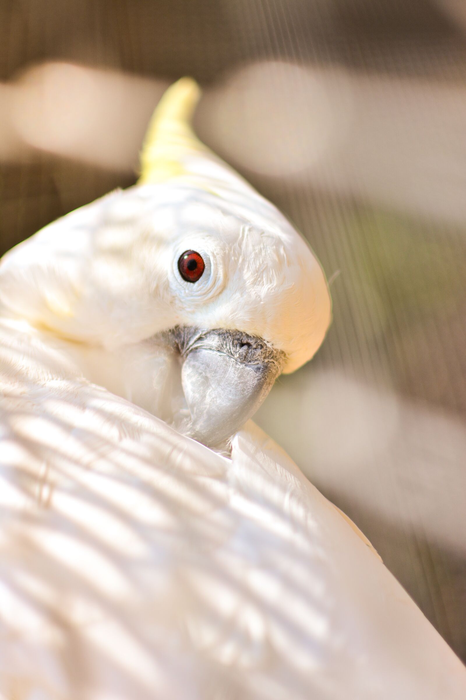 Nikon D5200 sample photo. Wild fowl, white feather photography
