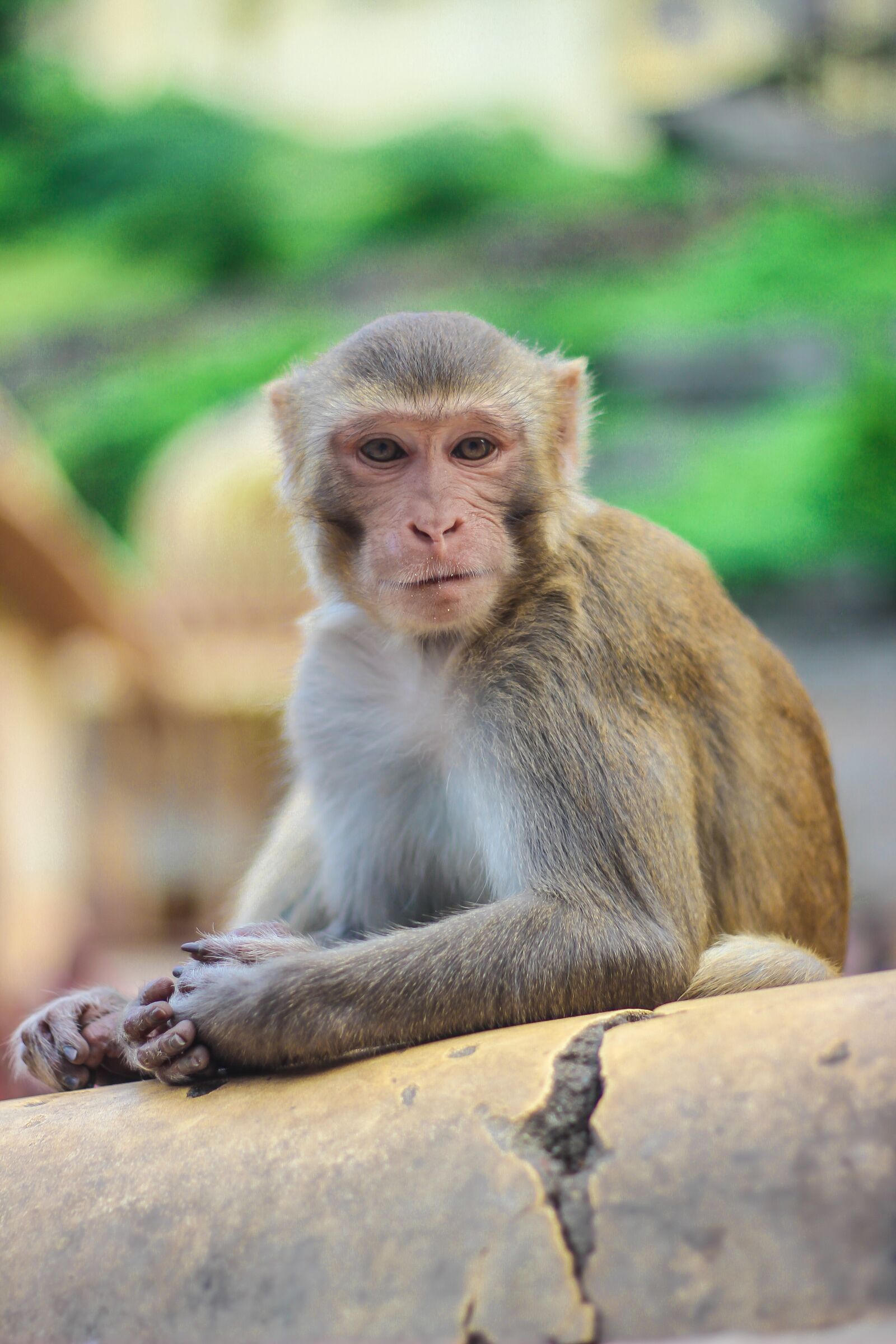 Canon EOS 600D (Rebel EOS T3i / EOS Kiss X5) + Canon EF 50mm F1.8 II sample photo. Monkey, primate, wildlife photography