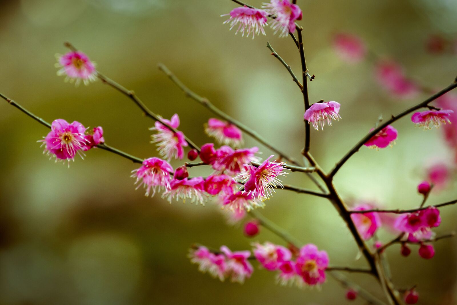 Canon EF 70-300mm F4-5.6L IS USM sample photo. Flowers, plum, plum blossoms photography