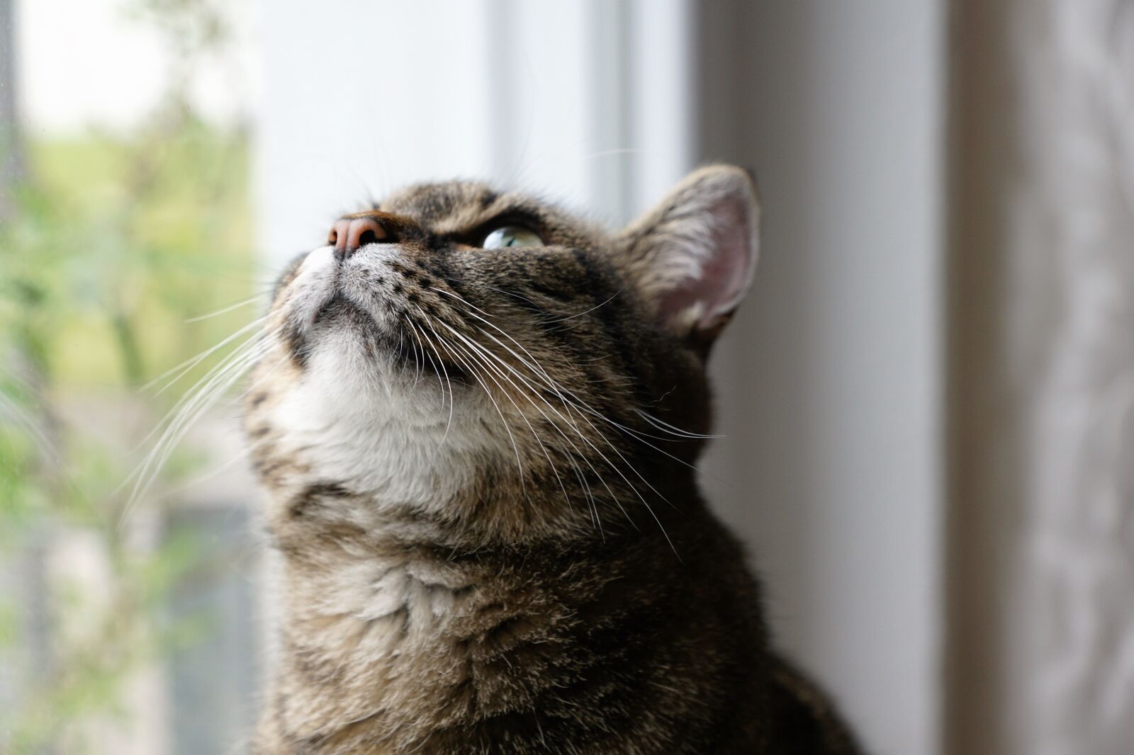 Sony ILCA-77M2 + Sony DT 16-50mm F2.8 SSM sample photo. Cat, animal, pet photography