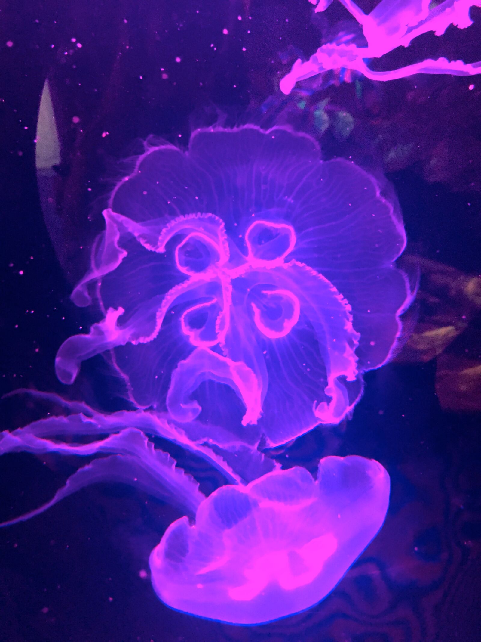 Apple iPhone 6 sample photo. Jellyfish, underwater, transparent photography
