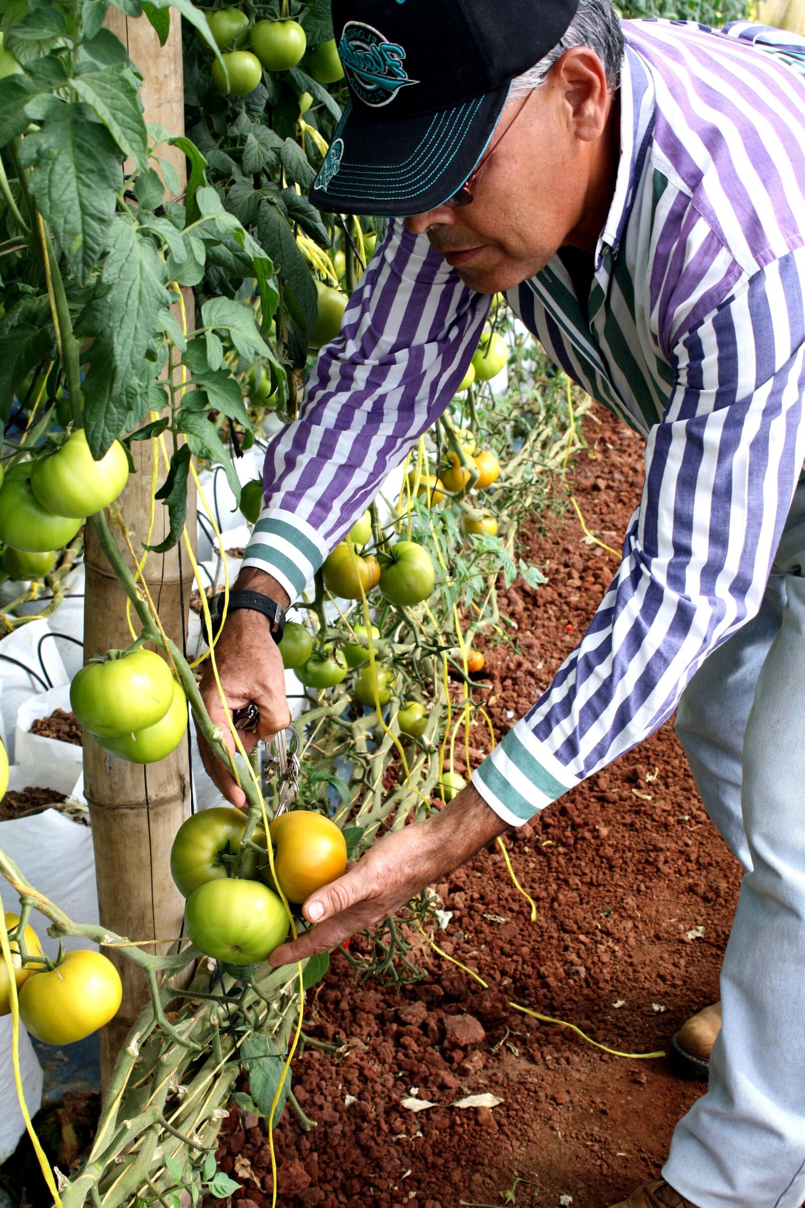 Canon EOS 1000D (EOS Digital Rebel XS / EOS Kiss F) sample photo. Tomato, farmer, rodolfo, rivera photography