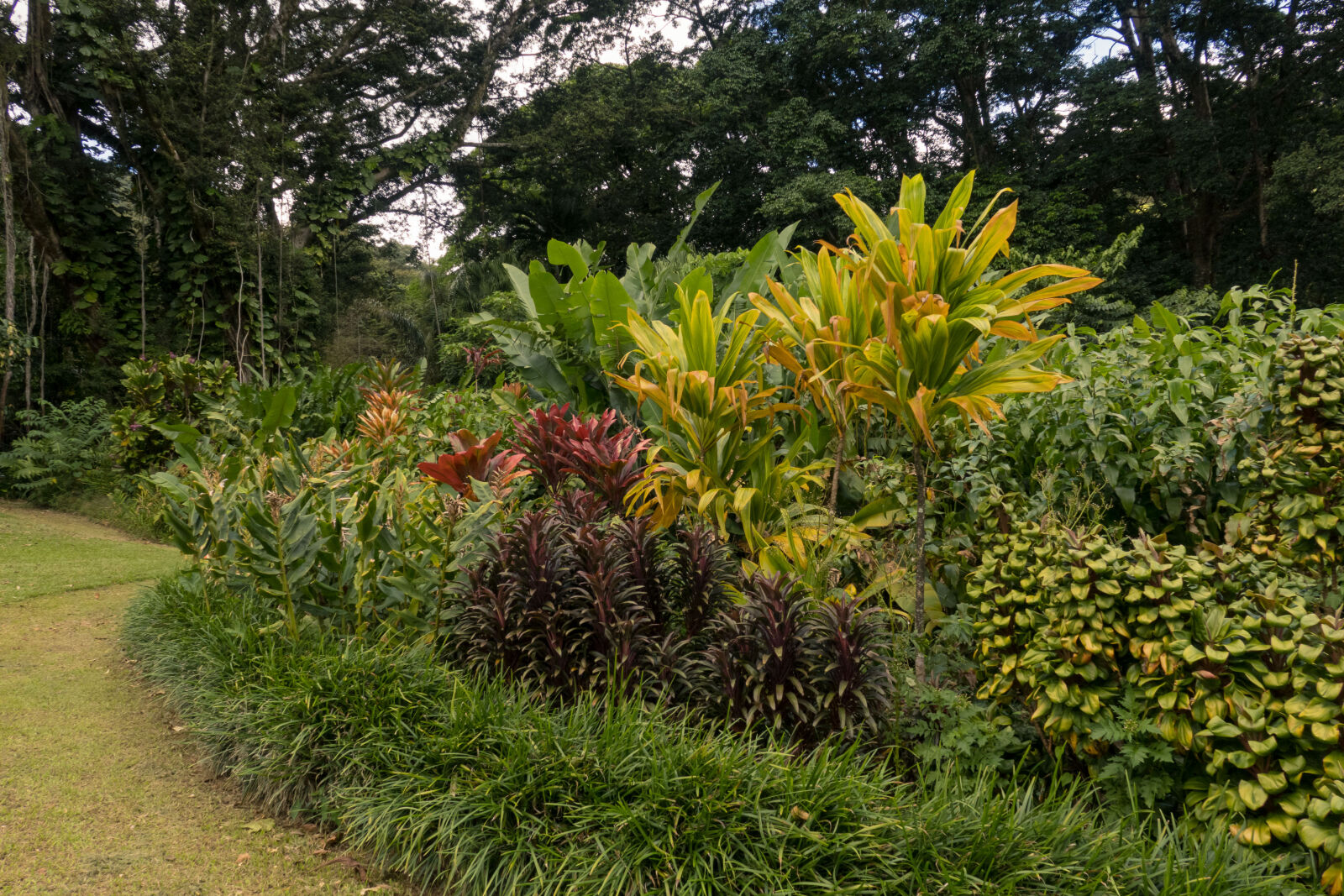 Canon PowerShot G3 X sample photo. Background, exotic, garden, hawaii photography