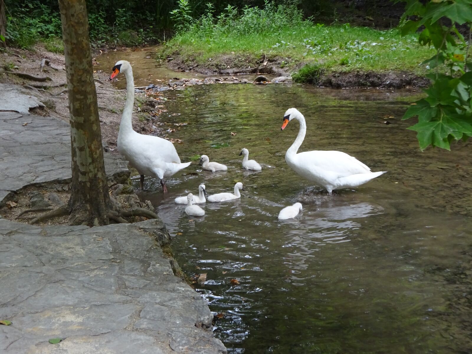 Sony Cyber-shot DSC-WX350 sample photo. Swan, animals, water bird photography