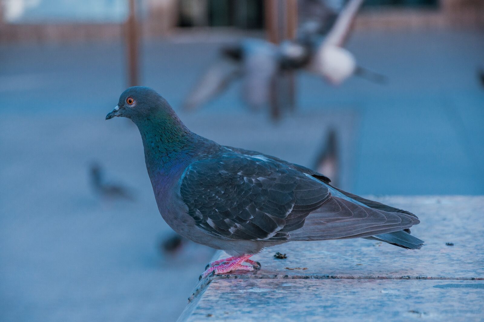 Nikon D90 sample photo. Pigeon, city, bird photography