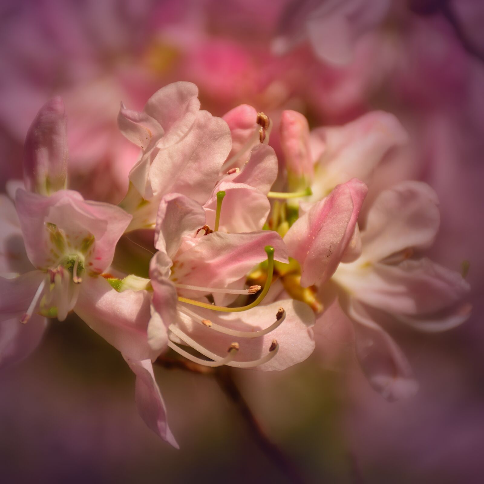 Nikon D5500 sample photo. Rhododendron, flowers, bloom photography