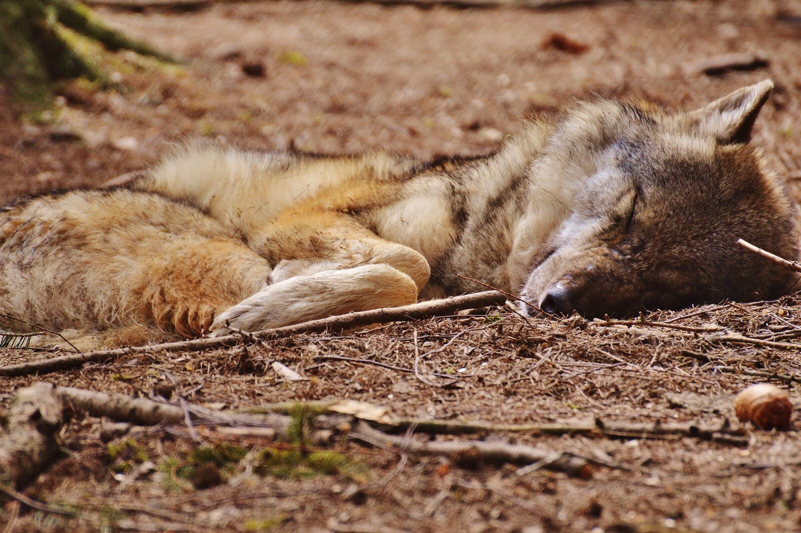 Nikon D3200 sample photo. Wolf, wildpark poing, sleeping photography