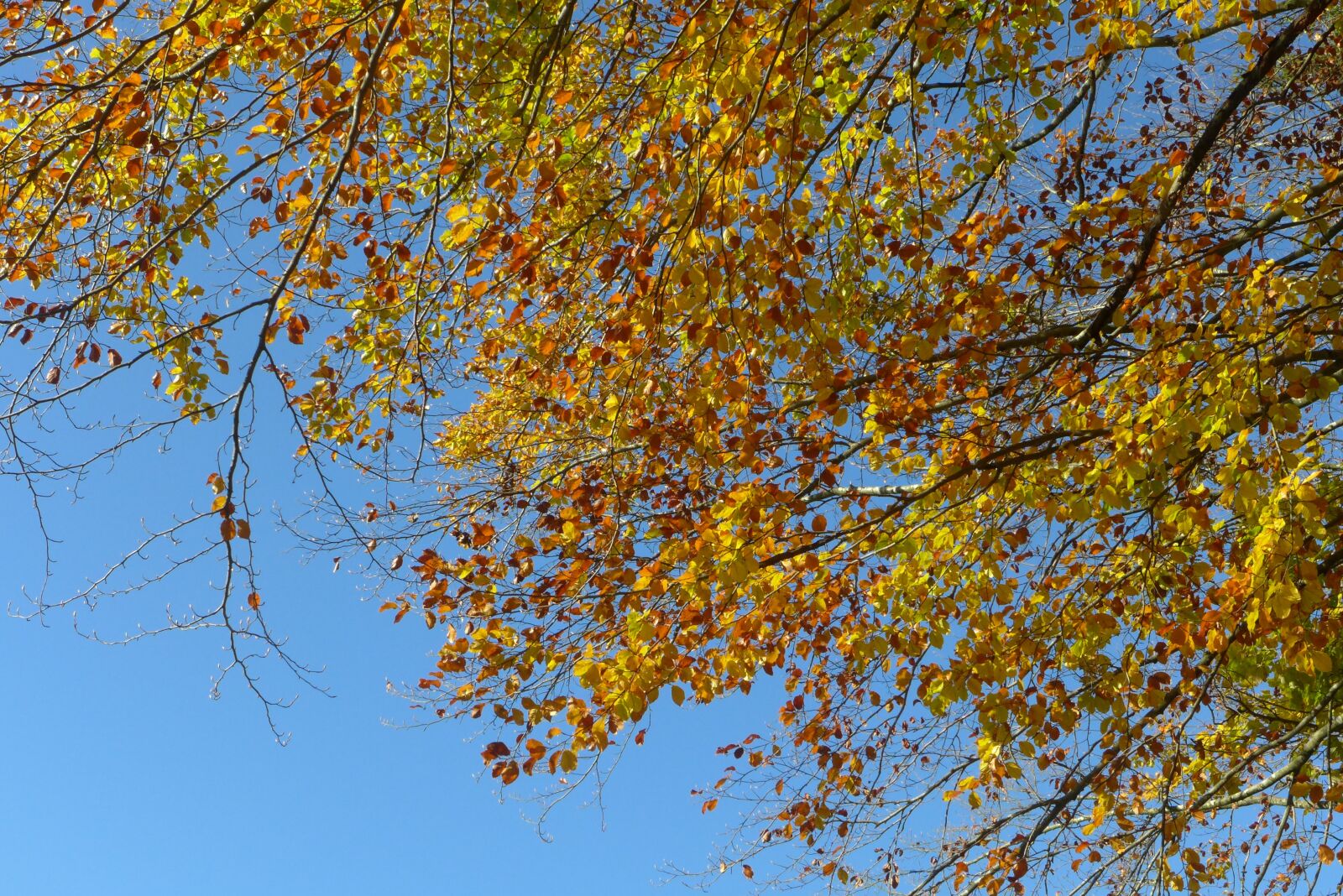 Panasonic Lumix DMC-LX7 sample photo. Leaves, autumn, sky photography