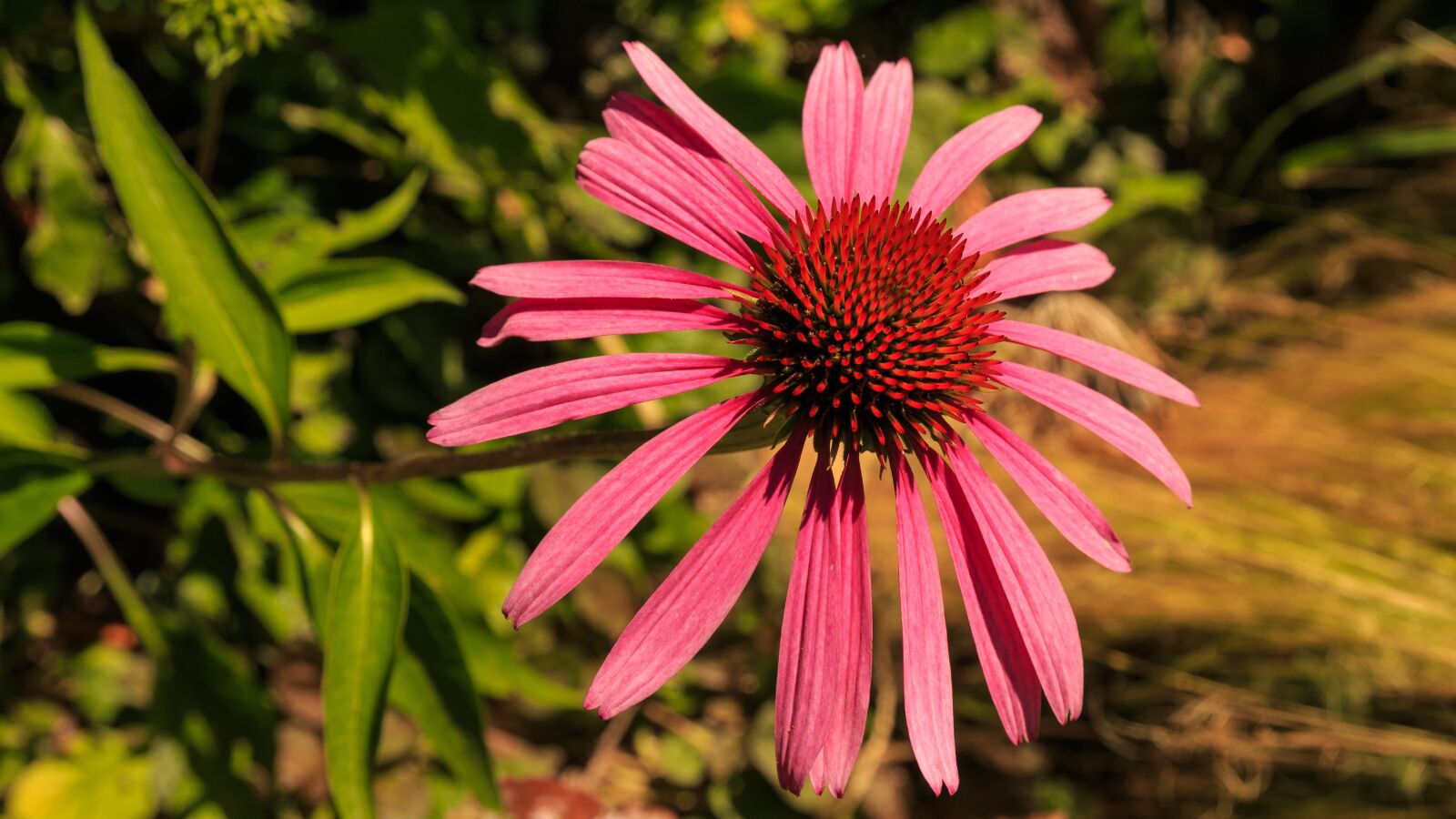 Canon EOS 650D (EOS Rebel T4i / EOS Kiss X6i) sample photo. Coneflower, summer, blossom photography