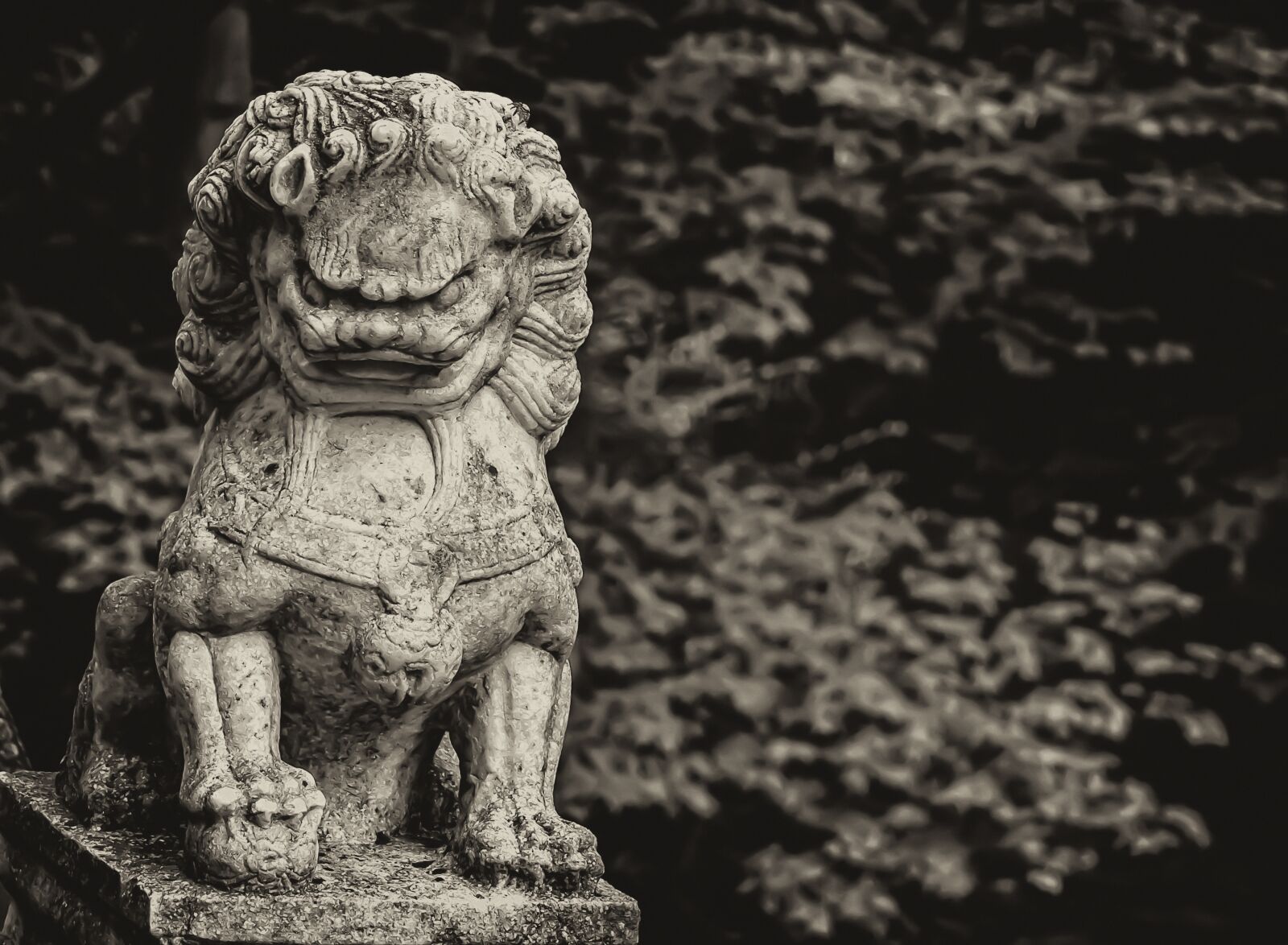 Sony E 55-210mm F4.5-6.3 OSS sample photo. China, lion, sepia photography