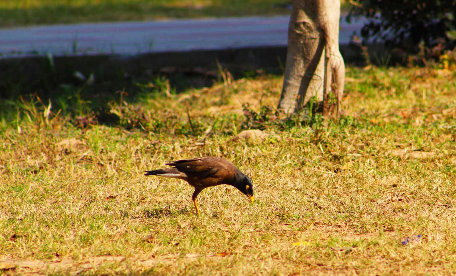Canon EOS 1300D (EOS Rebel T6 / EOS Kiss X80) sample photo. Bird, common myna, one-legged photography