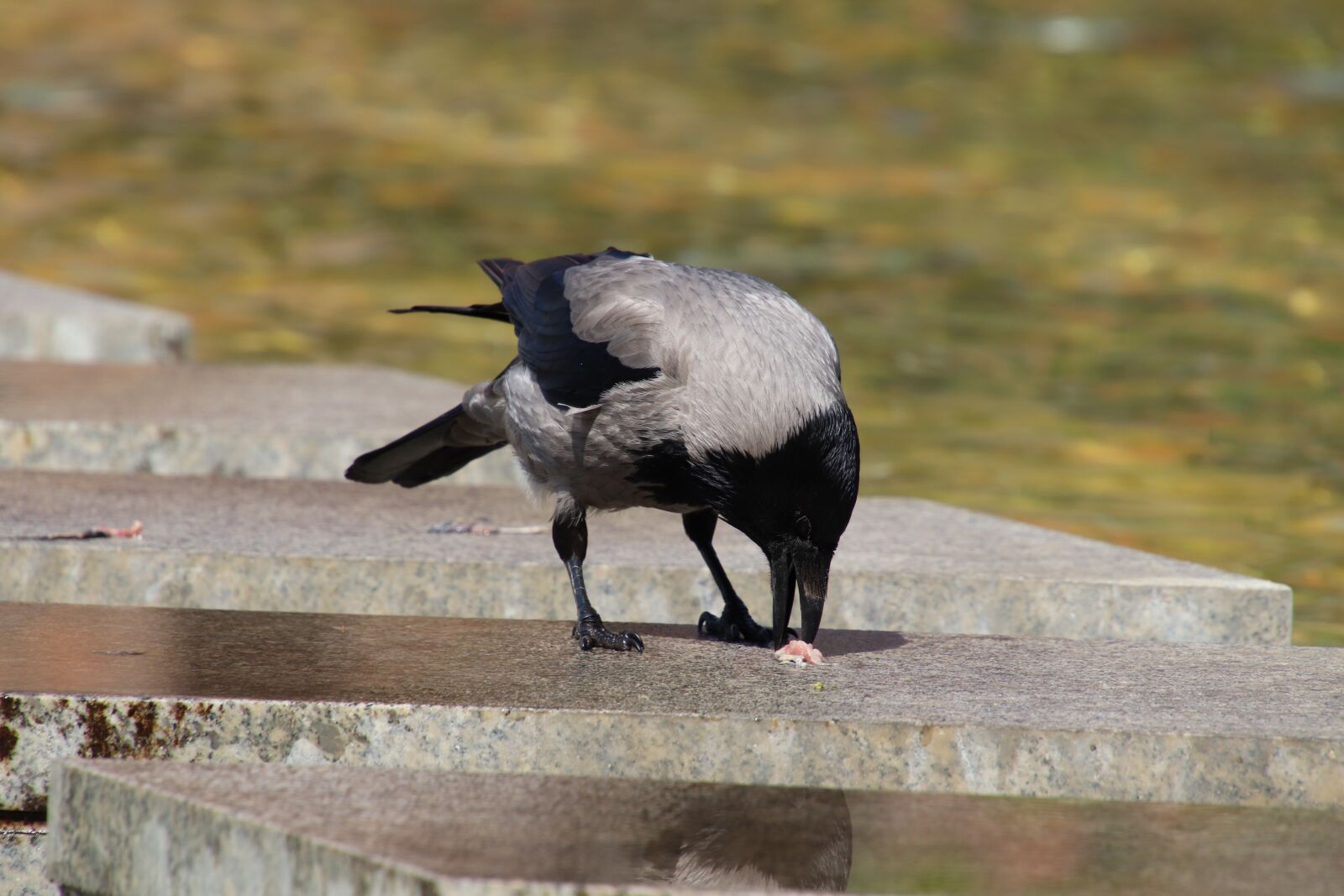 Canon EOS 800D (EOS Rebel T7i / EOS Kiss X9i) sample photo. Crow, raven, food intake photography