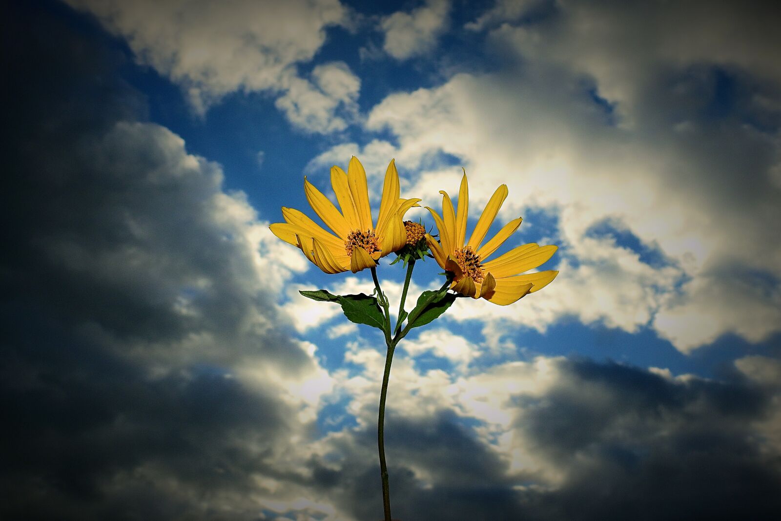 Nikon Coolpix P900 sample photo. Sky, flowers, clouds photography