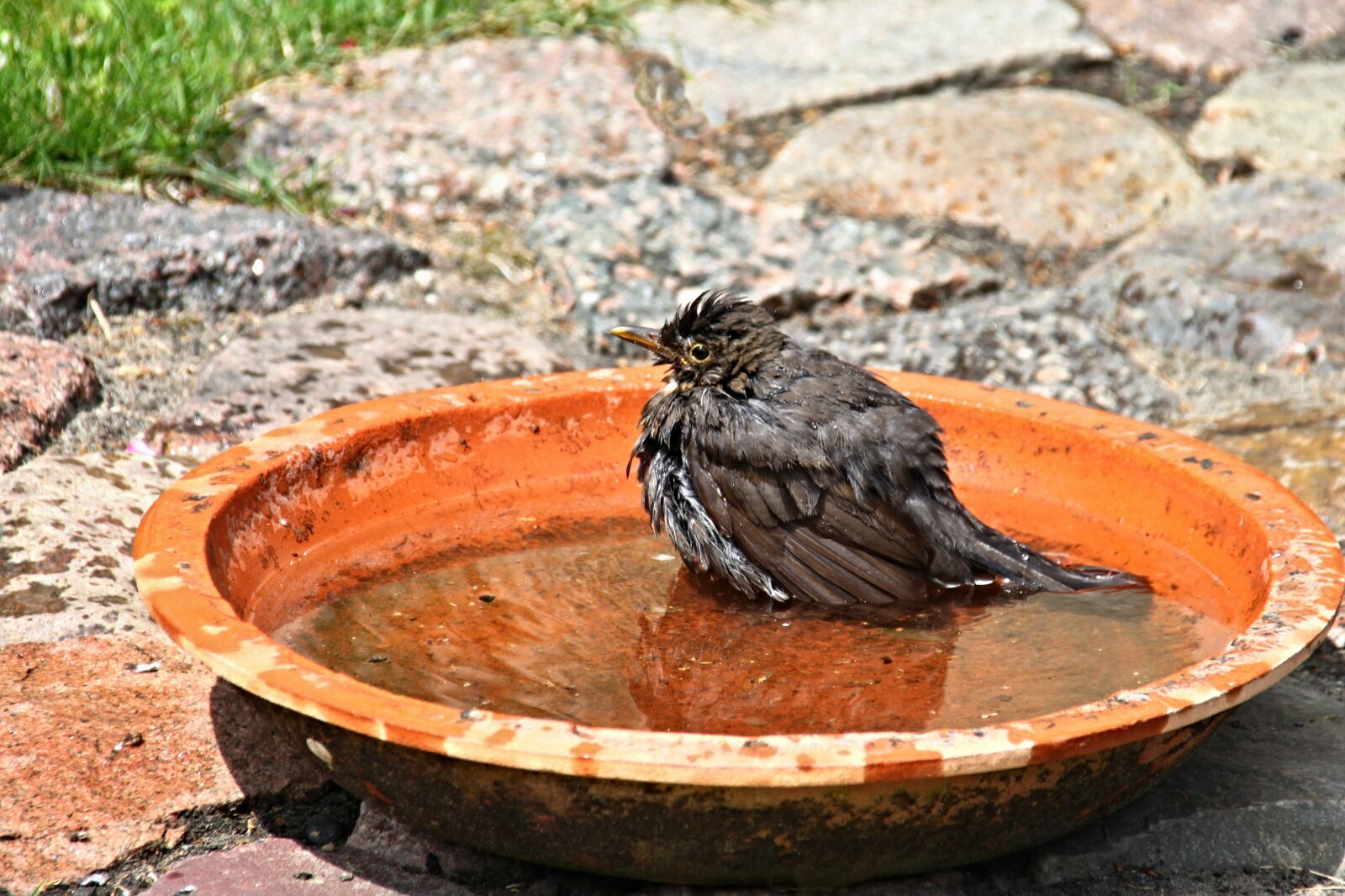 Canon EOS 500D (EOS Rebel T1i / EOS Kiss X3) sample photo. Blackbird, songbird, animal photography