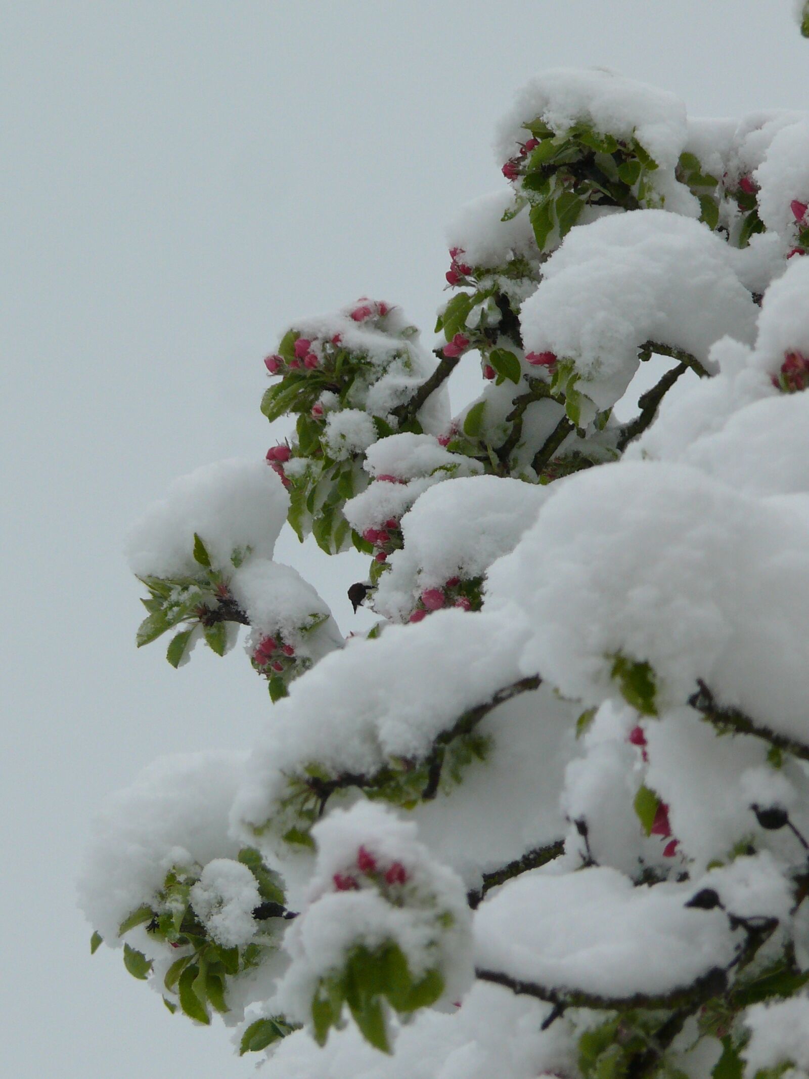 Panasonic DMC-FZ50 sample photo. Winter, spring, contrast photography