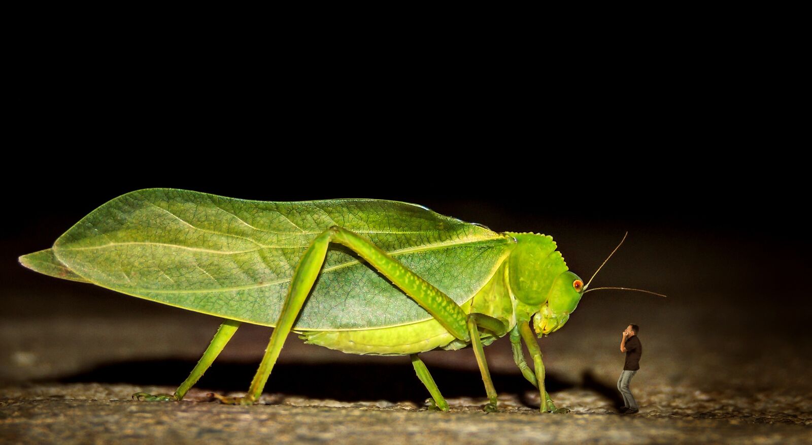 Nikon Coolpix P510 sample photo. Insect, jungle, green photography