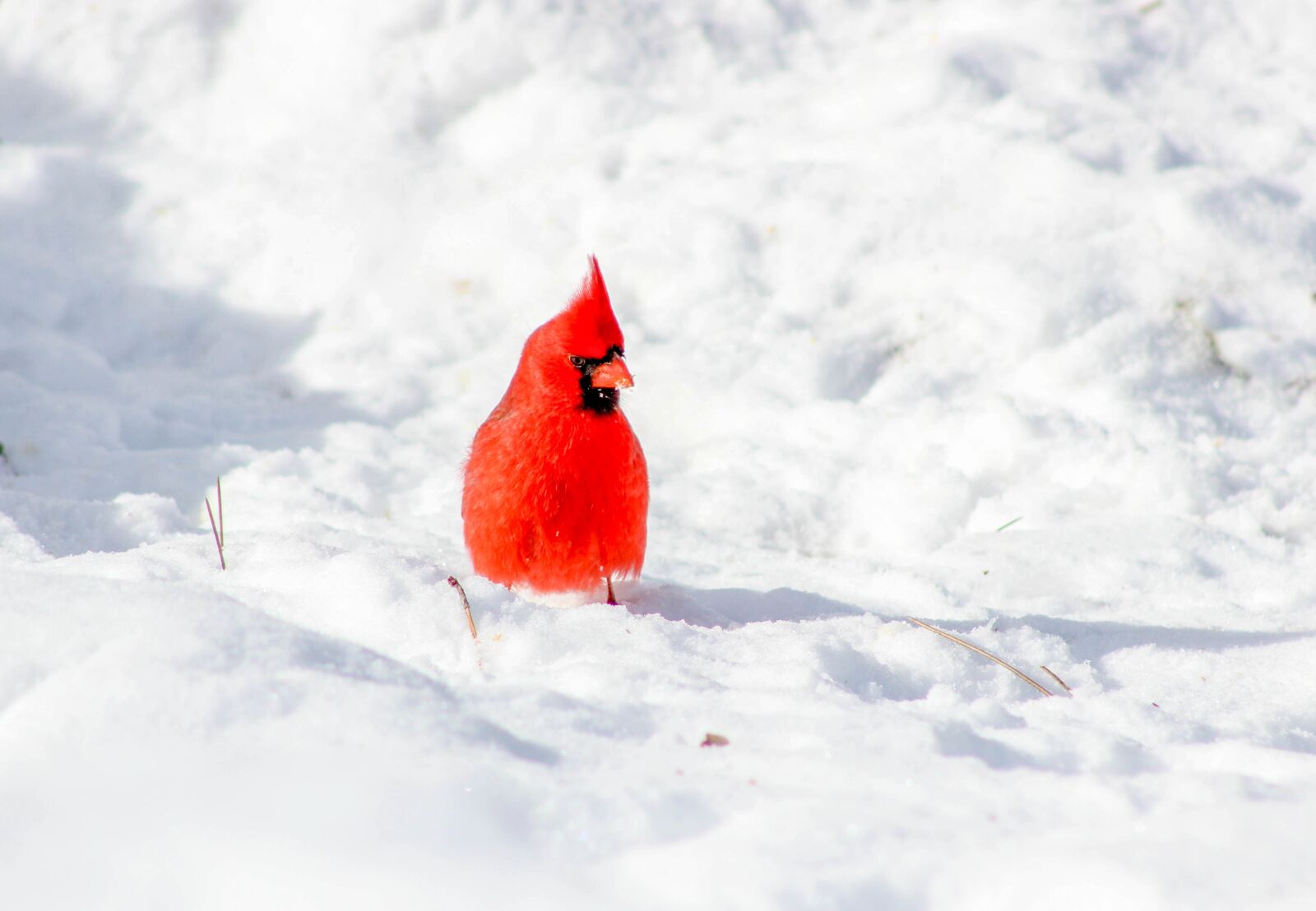 Canon EOS 600D (Rebel EOS T3i / EOS Kiss X5) sample photo. Cardinal, bird, snow photography